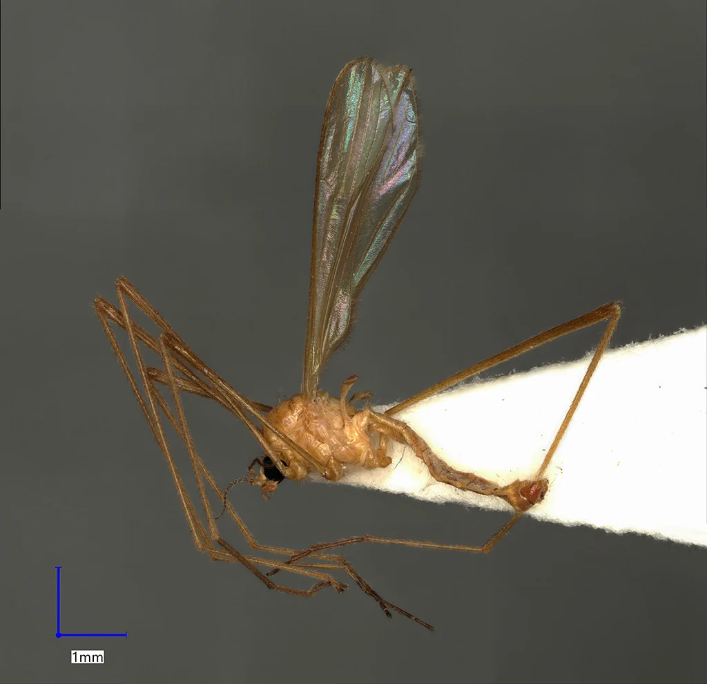 Náhledový obrázek předmětu Erioptera distinguenda