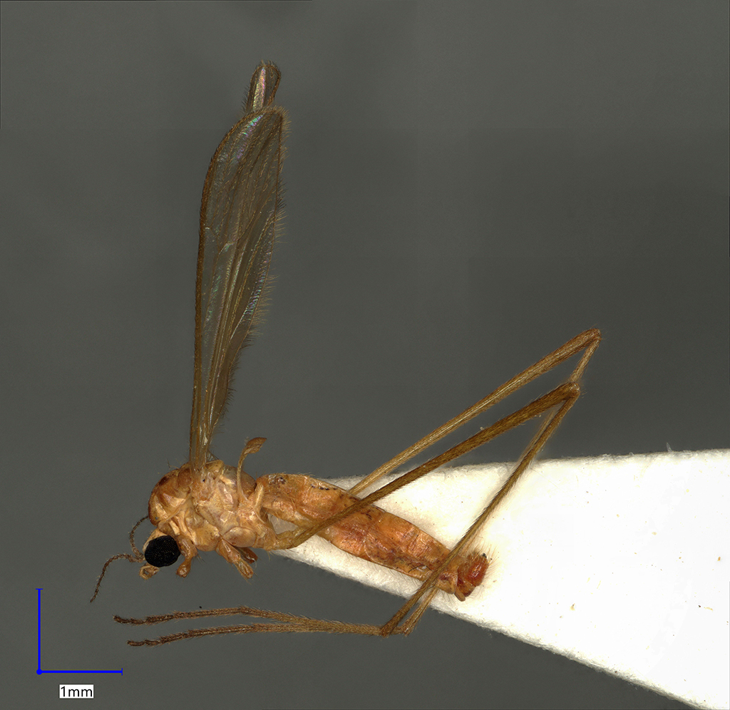 Náhledový obrázek Erioptera distinguenda - 1