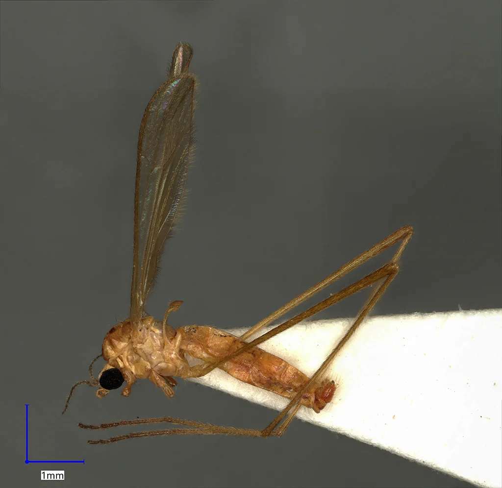 Náhledový obrázek předmětu Erioptera distinguenda