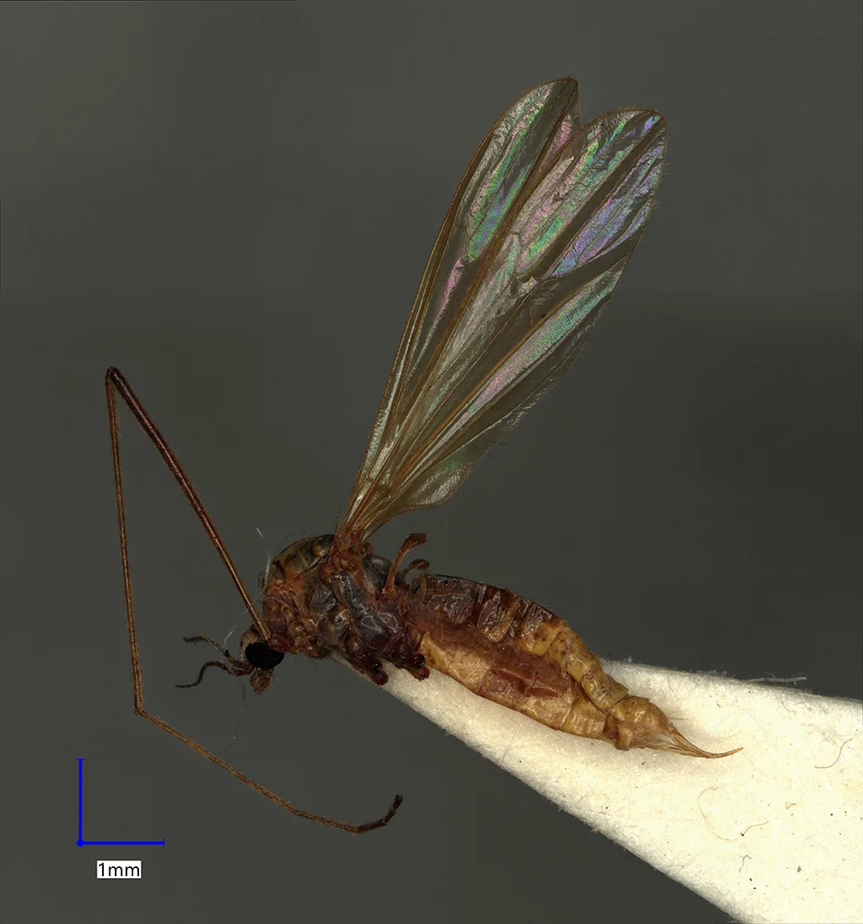 Náhledový obrázek předmětu Erioptera distinguenda