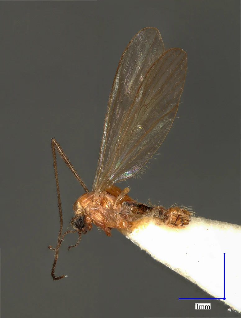 Náhledový obrázek předmětu Molophilus variispinus