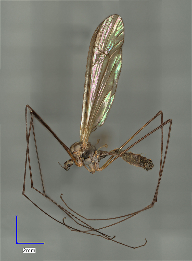 Náhledový obrázek Dicranota flammatra - 1
