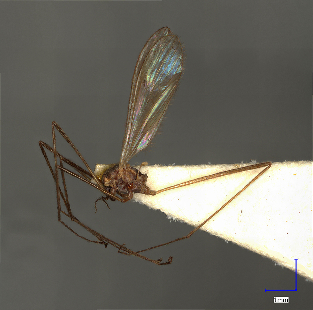 Náhledový obrázek Molophilus vafer - 1