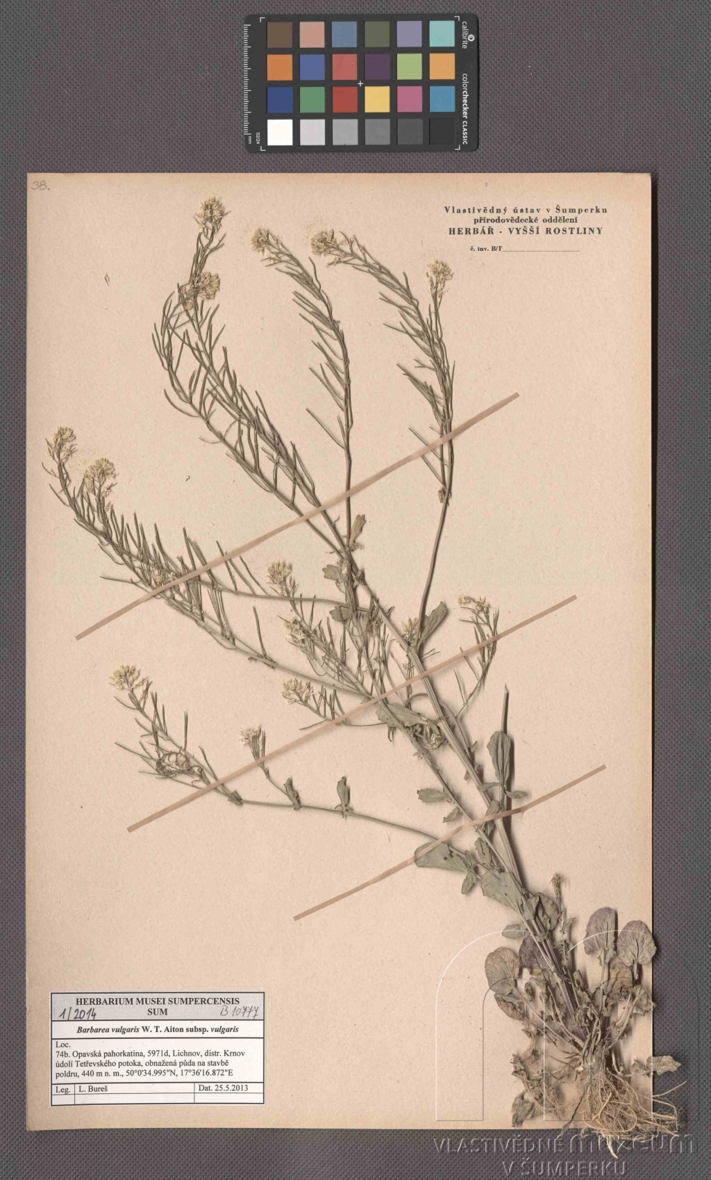 Náhledový obrázek Barbarea vulgaris W. T. Aiton subsp. vulgaris - 1