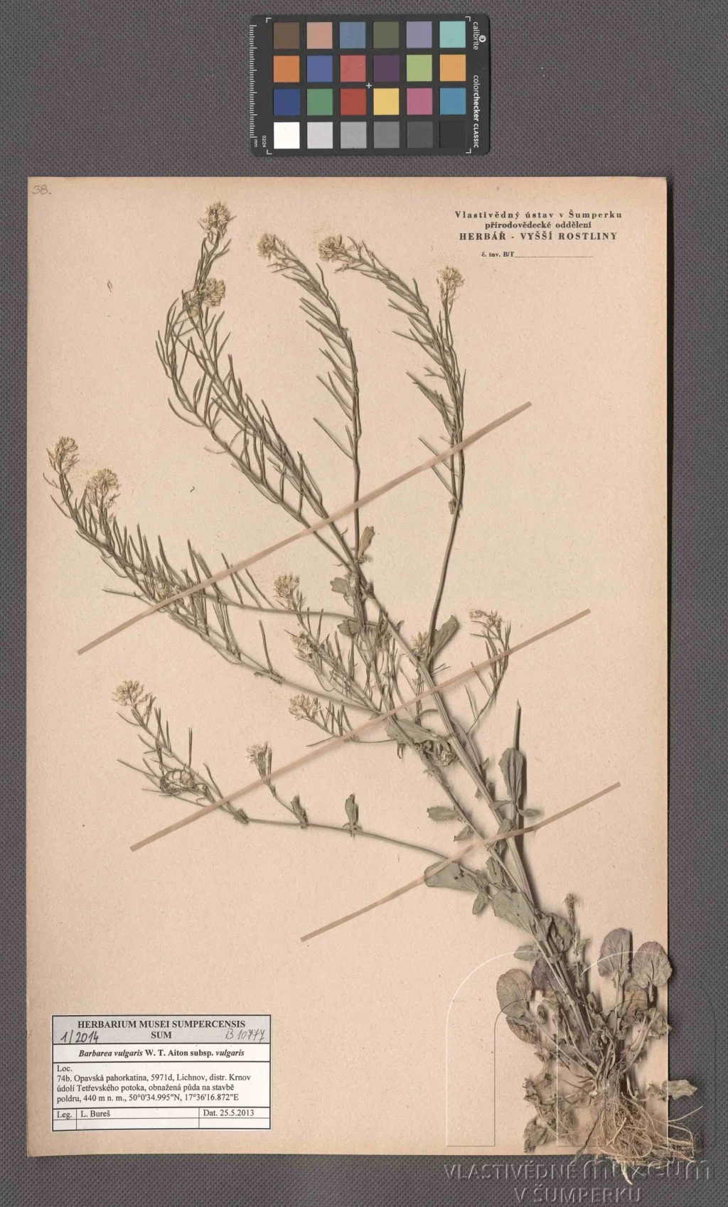 Náhledový obrázek předmětu Barbarea vulgaris W. T. Aiton subsp. vulgaris
