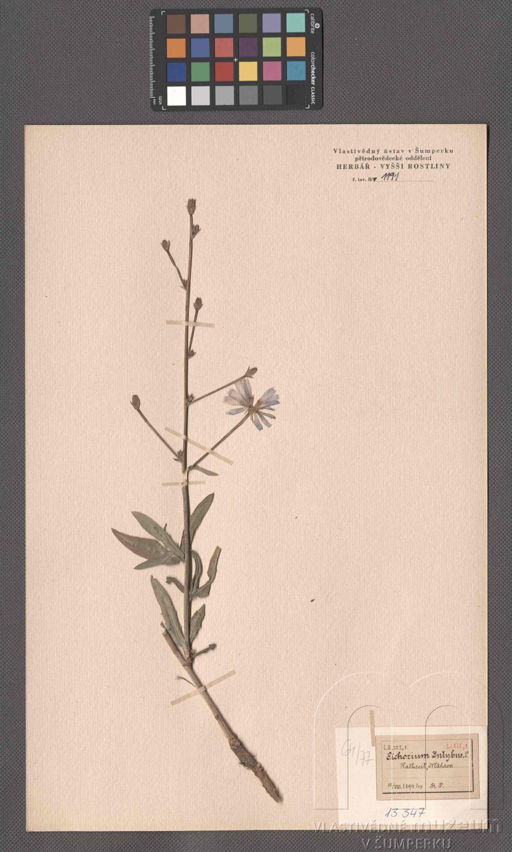 Náhledový obrázek Cichorium intybus L. - 1