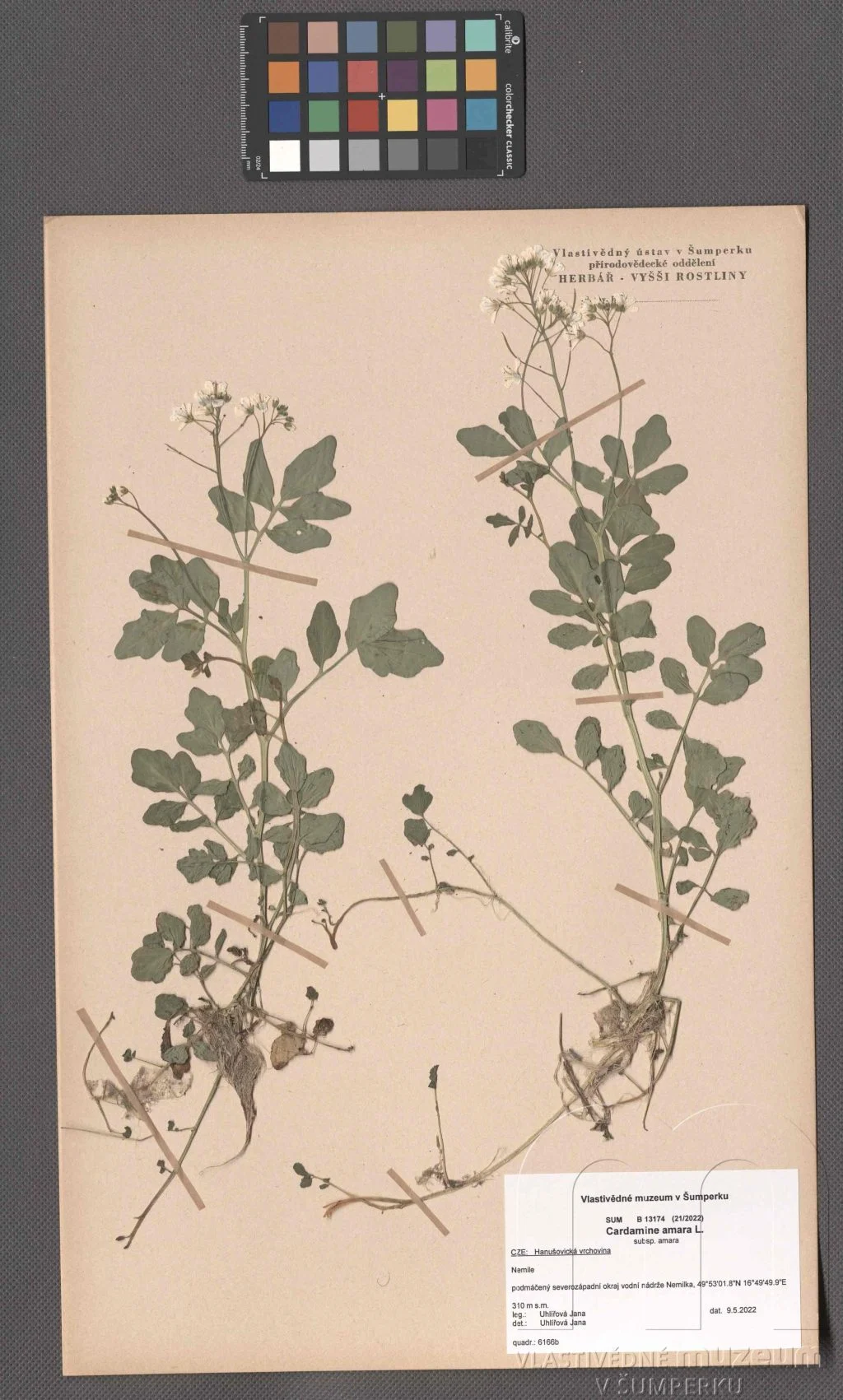 Náhledový obrázek předmětu Cardamine amara L. subsp. amara