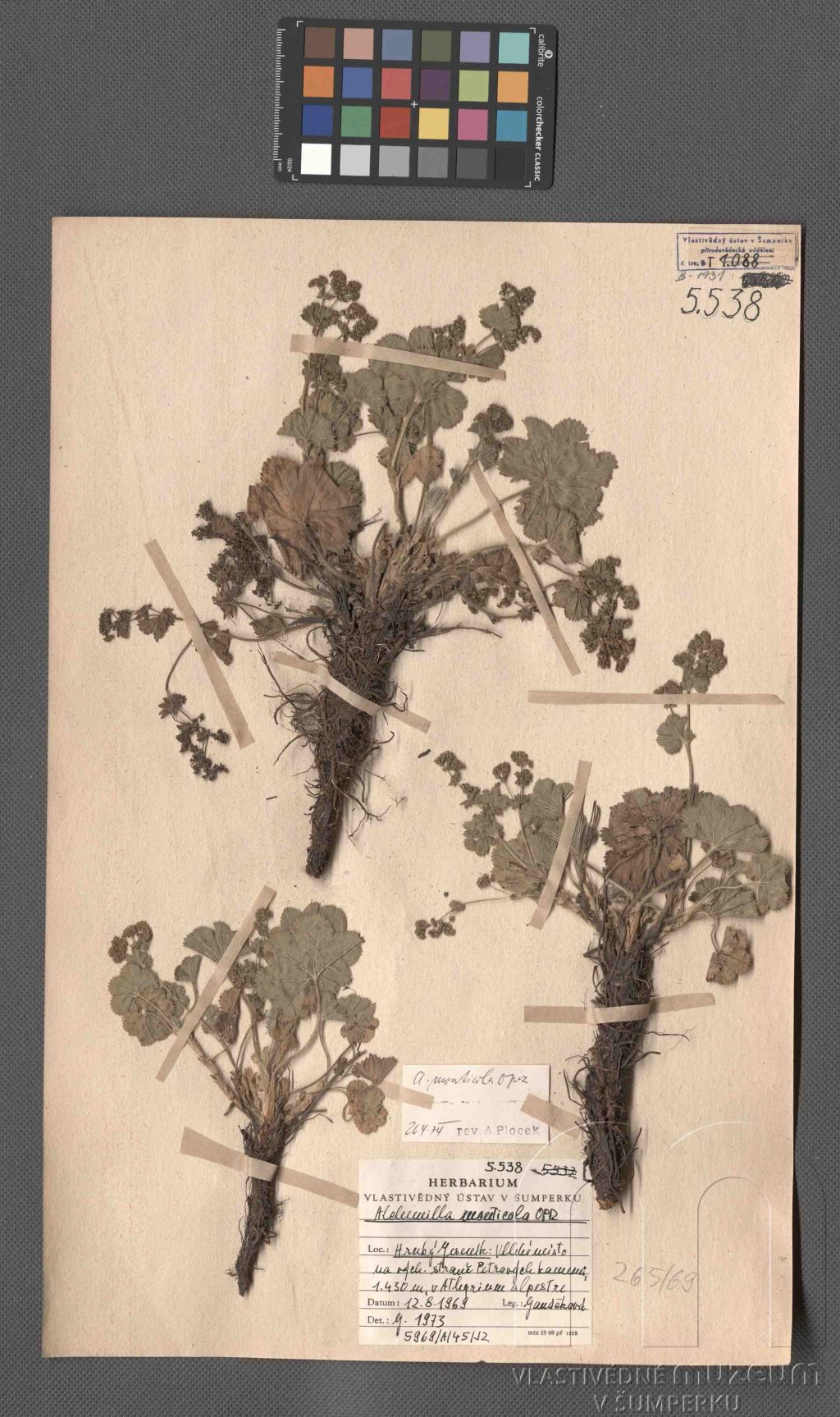 Náhledový obrázek Alchemilla monticola Opiz - 1