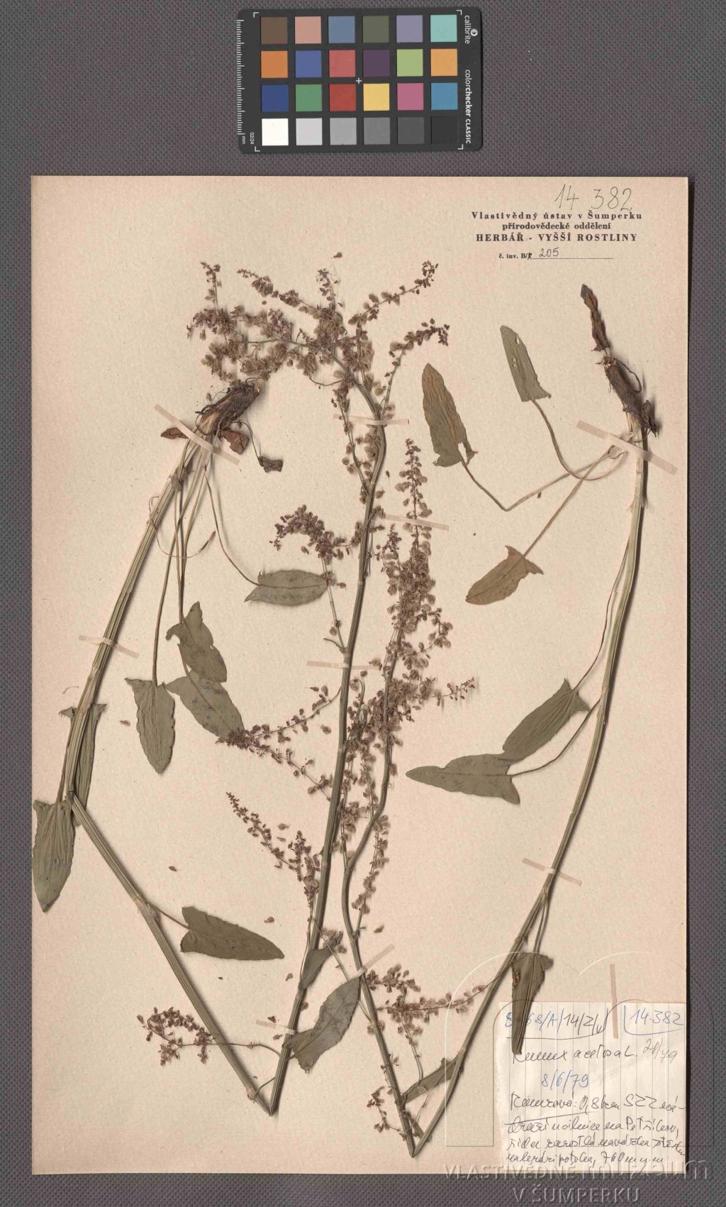 Náhledový obrázek Rumex acetosa L. - 1