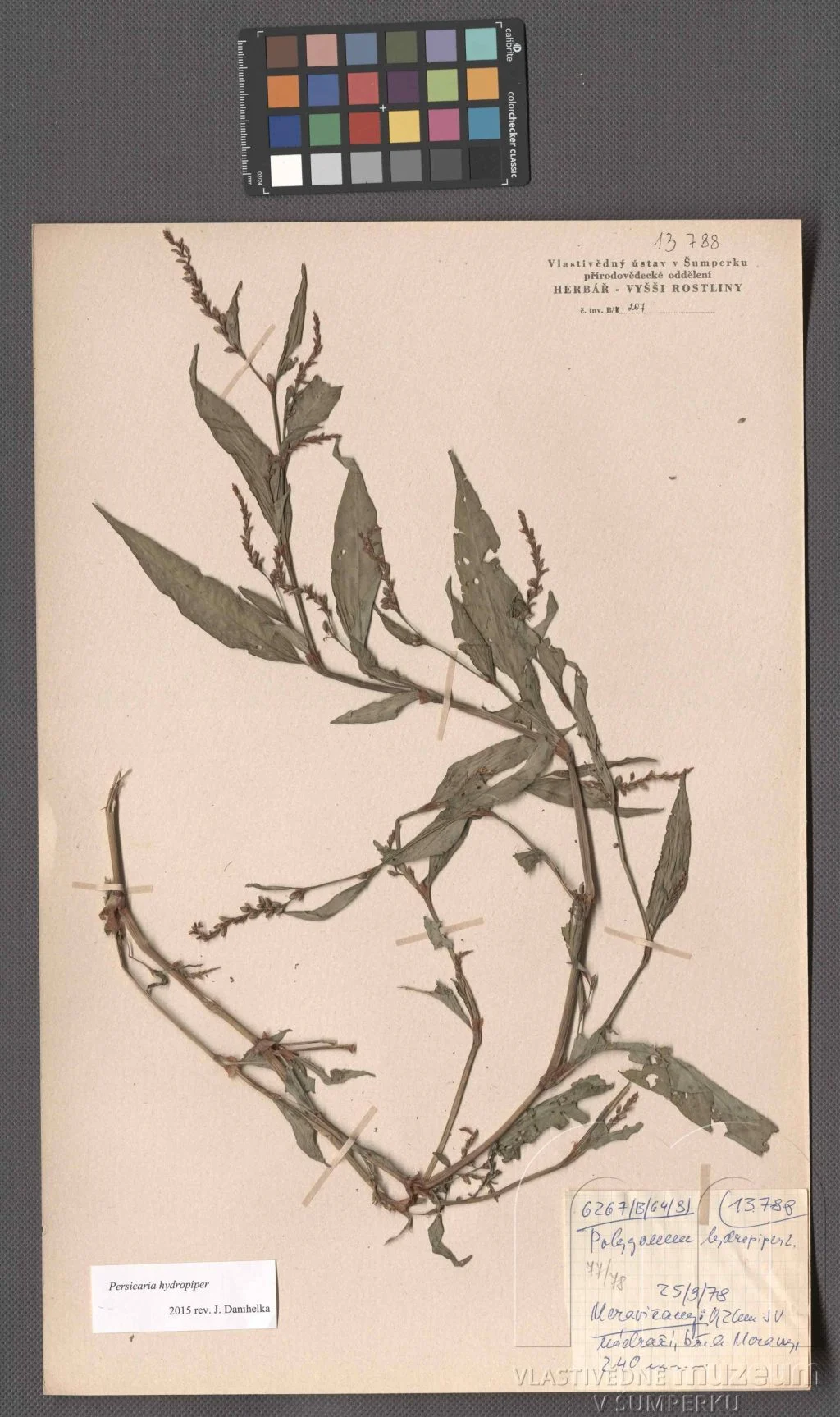 Náhledový obrázek předmětu Persicaria hydropiper (L.) Delarbre