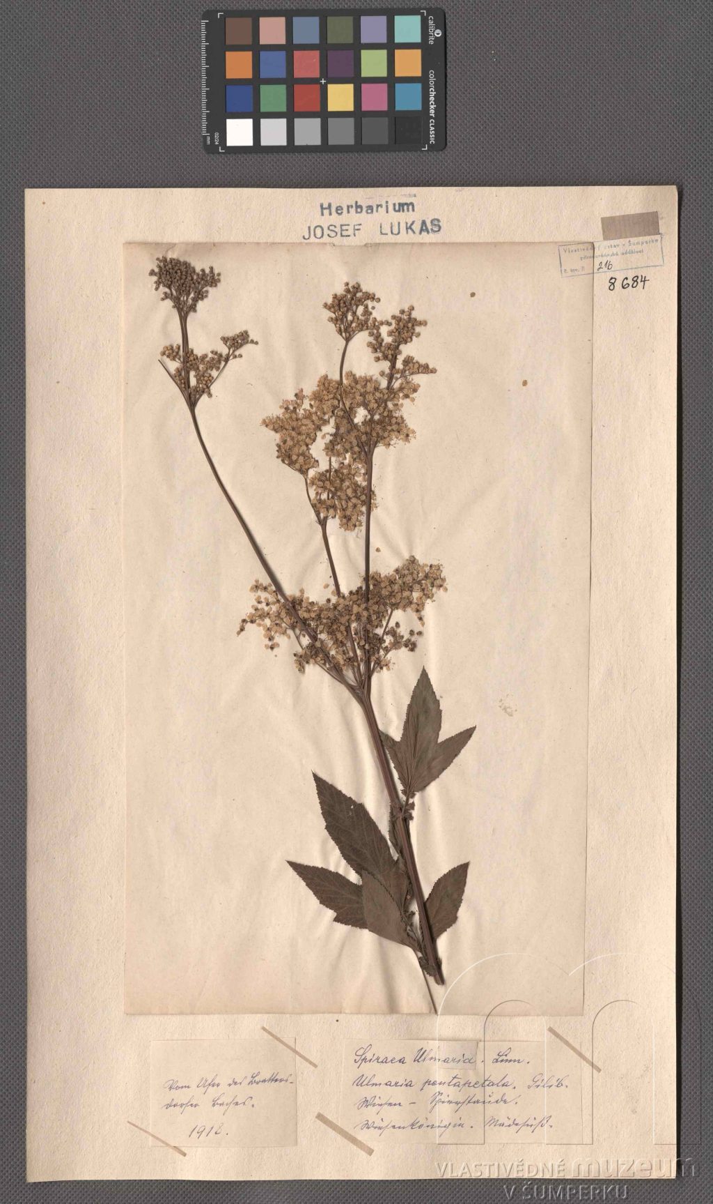 Náhledový obrázek Filipendula ulmaria (L.) Maxim. - 1