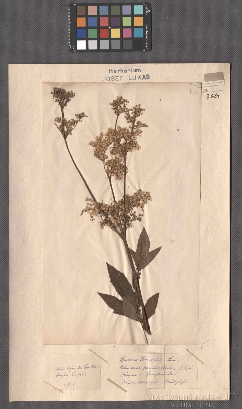 Náhledový obrázek předmětu Filipendula ulmaria (L.) Maxim.