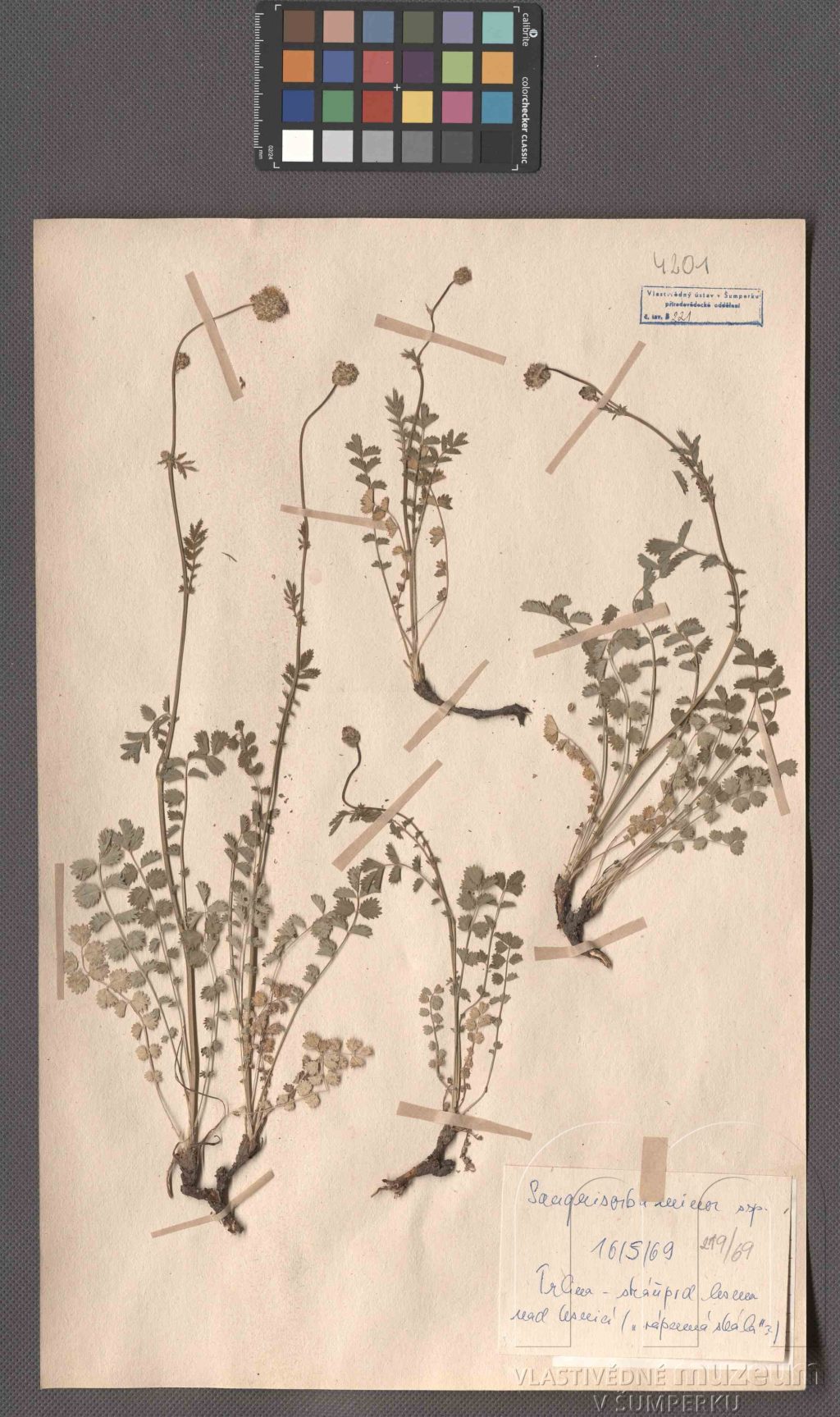 Náhledový obrázek Sanguisorba minor Scop. - 1