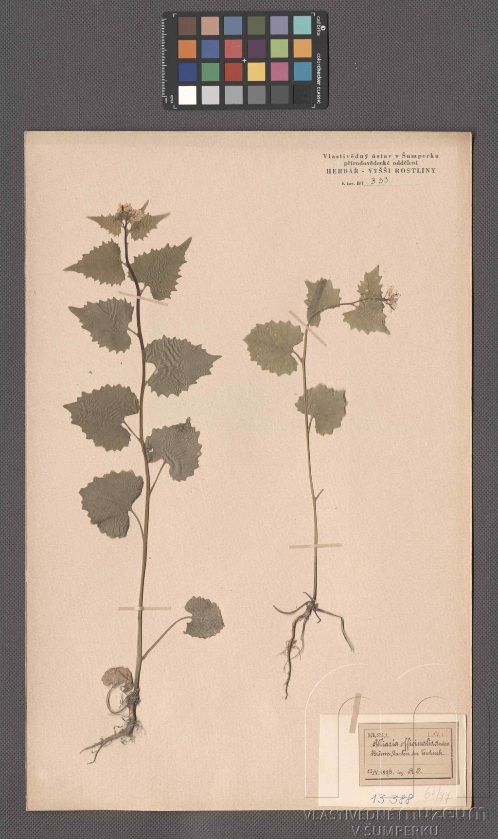 Náhledový obrázek Alliaria petiolata (M. Bieb.) Cavara et Grande - 1