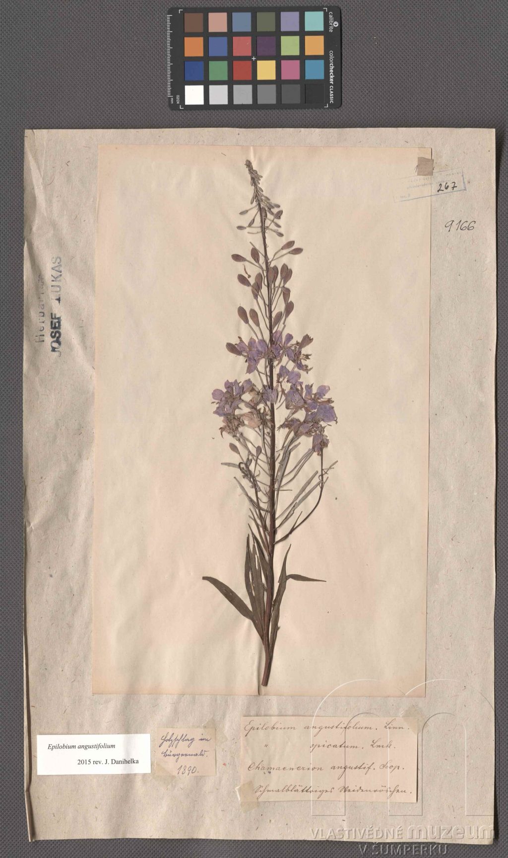 Náhledový obrázek Epilobium angustifolium L. - 1