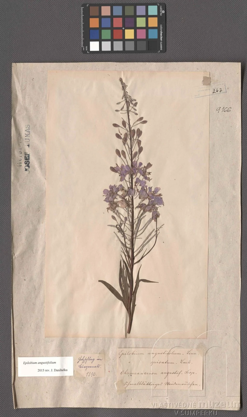Náhledový obrázek předmětu Epilobium angustifolium L.