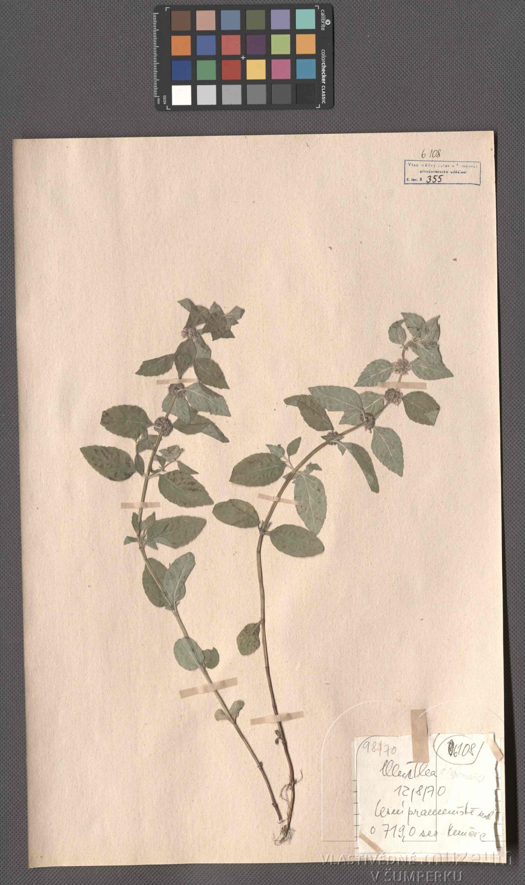 Náhledový obrázek Mentha arvensis L. - 1