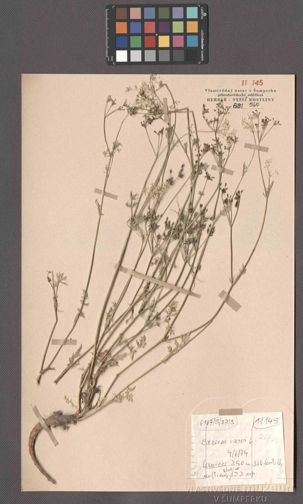 Náhledový obrázek předmětu Campanula persicifolia L.