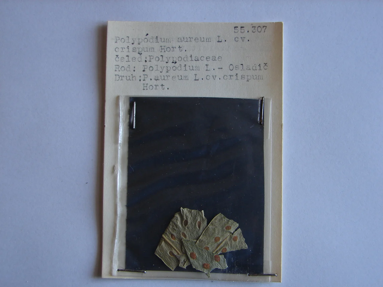 Náhledový obrázek předmětu Polypodium aureum cv. Crispum