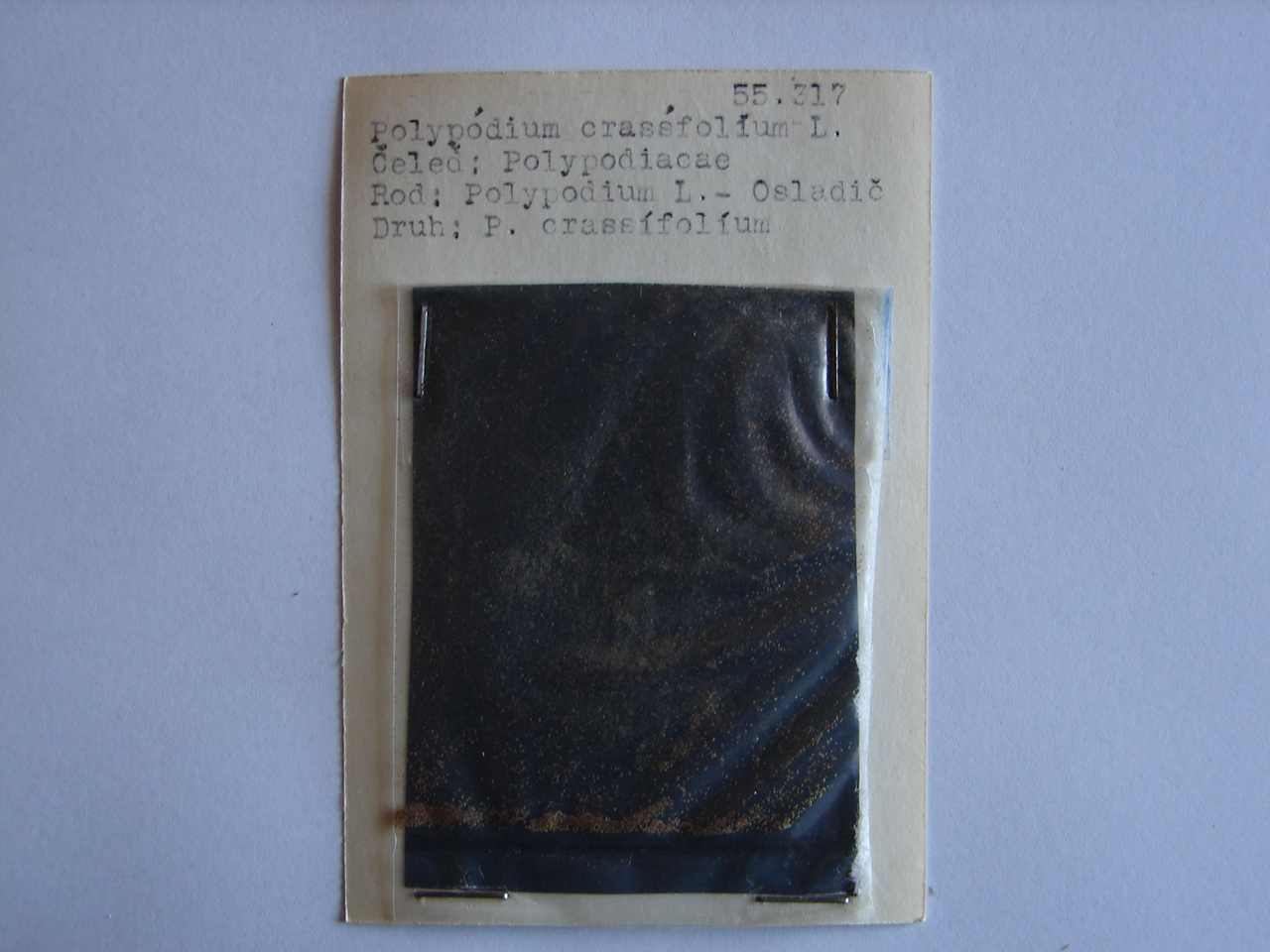 Náhledový obrázek Polypodium crassfolium - 1