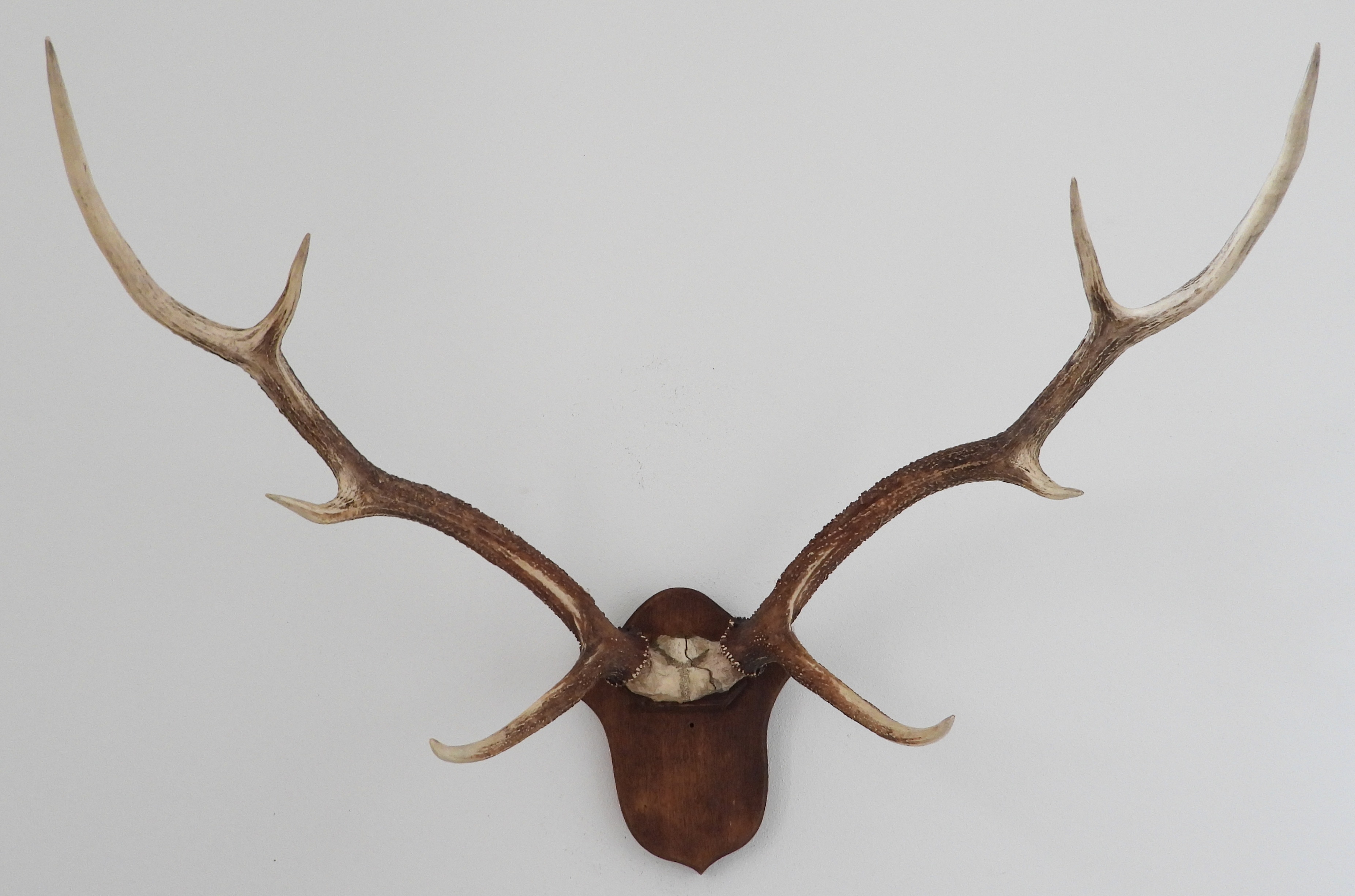 Náhledový obrázek jelen kašmírský (Cervus hanglu hanglu) - 1