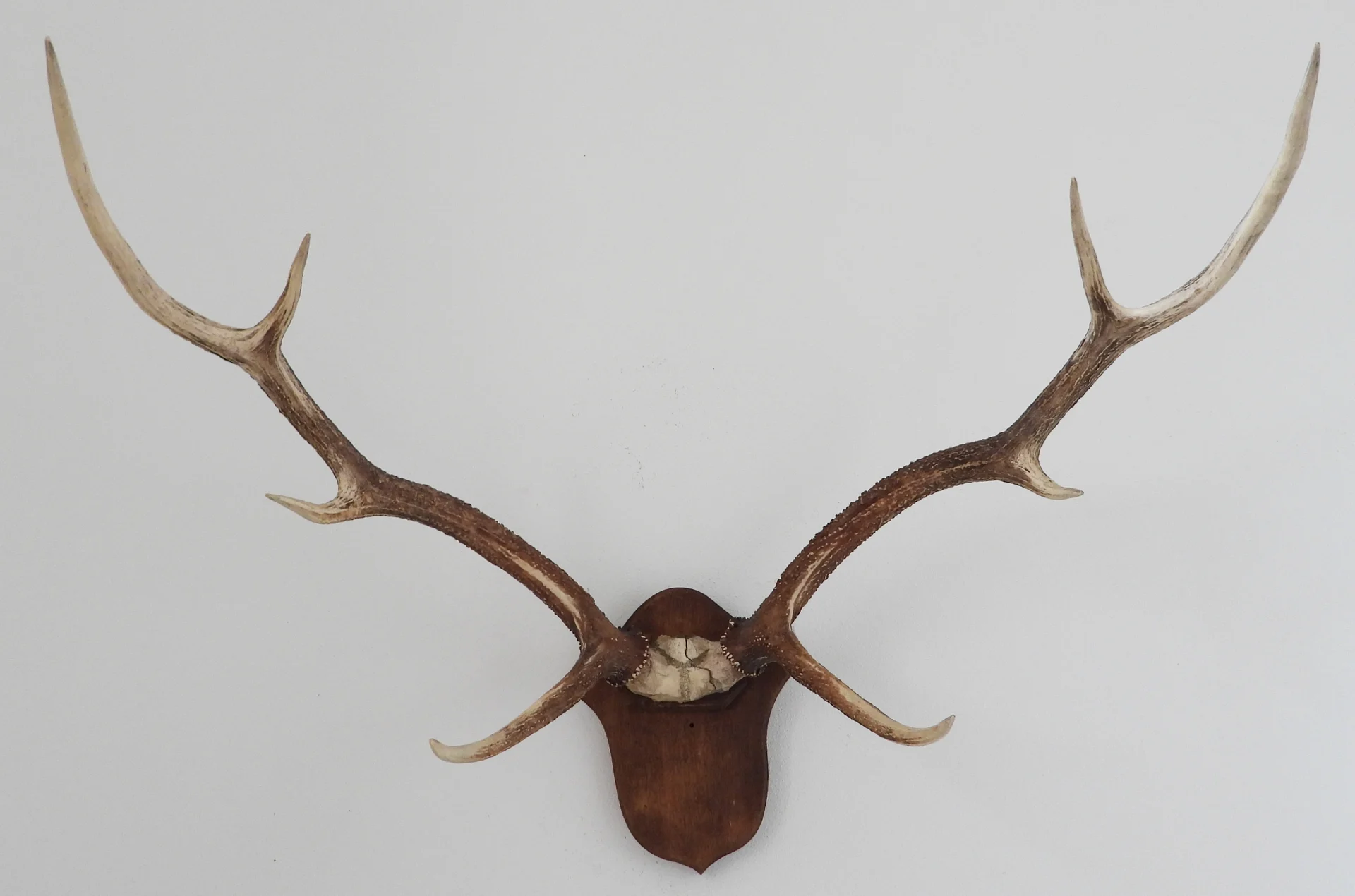 Náhledový obrázek předmětu jelen kašmírský (Cervus hanglu hanglu)