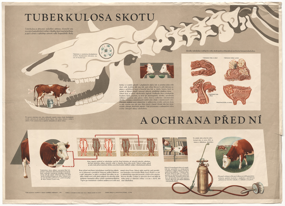 Náhledový obrázek Tuberkulóza skotu - 1