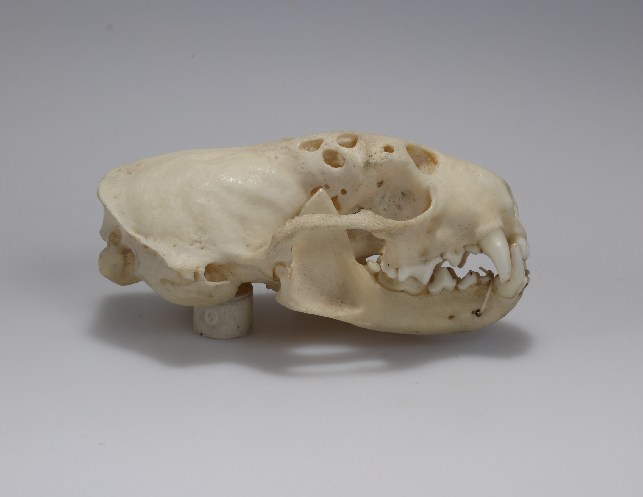 Náhledový obrázek Mustela putorius (osteologický preparát) - 3