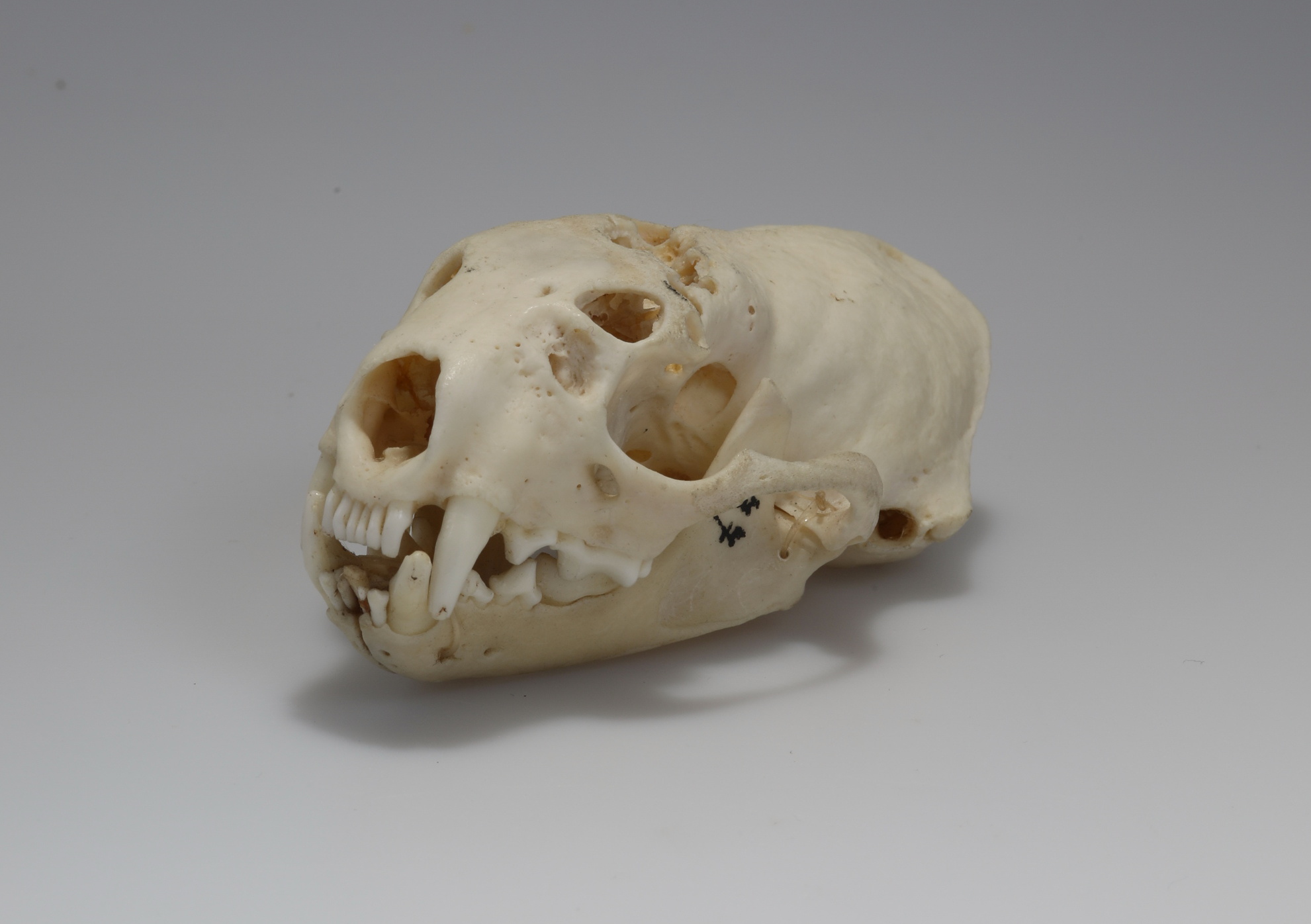Náhledový obrázek Mustela putorius (osteologický preparát) - 1