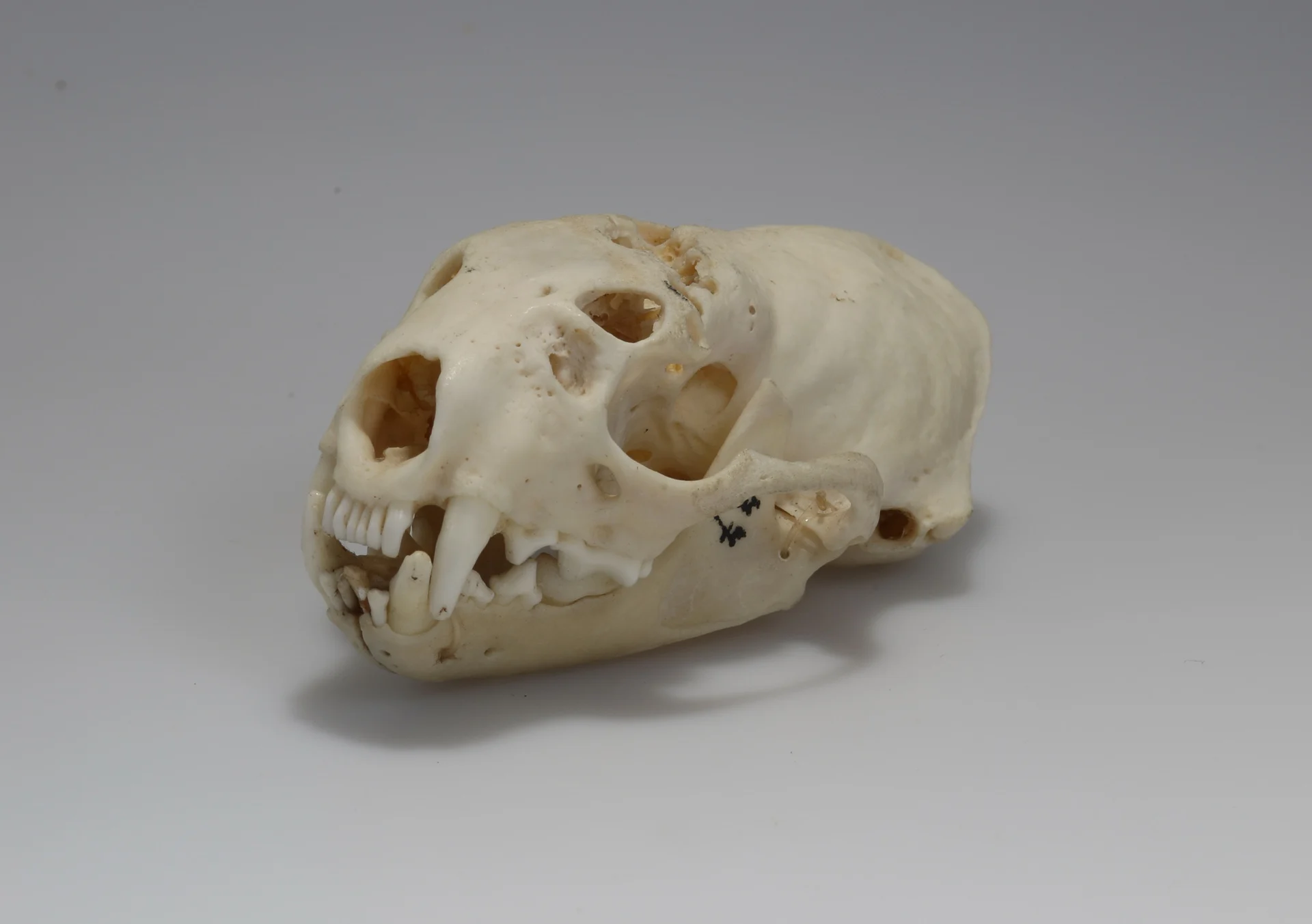 Náhledový obrázek předmětu Mustela putorius (osteologický preparát)