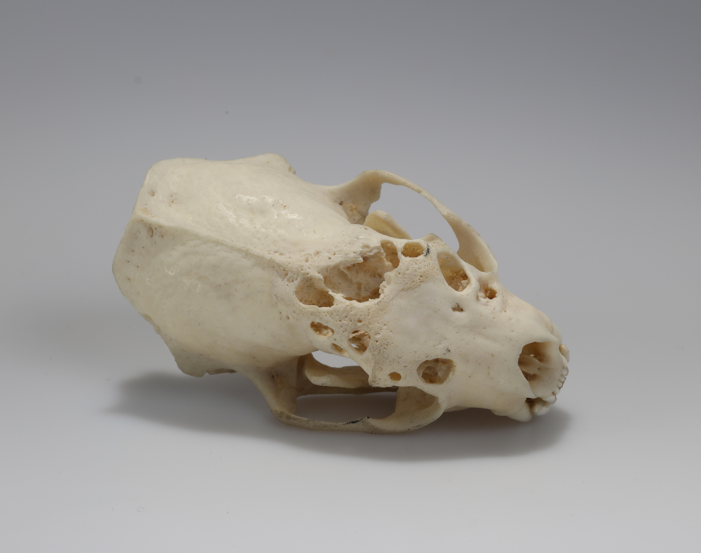 Náhledový obrázek Mustela putorius (osteologický preparát) - 4