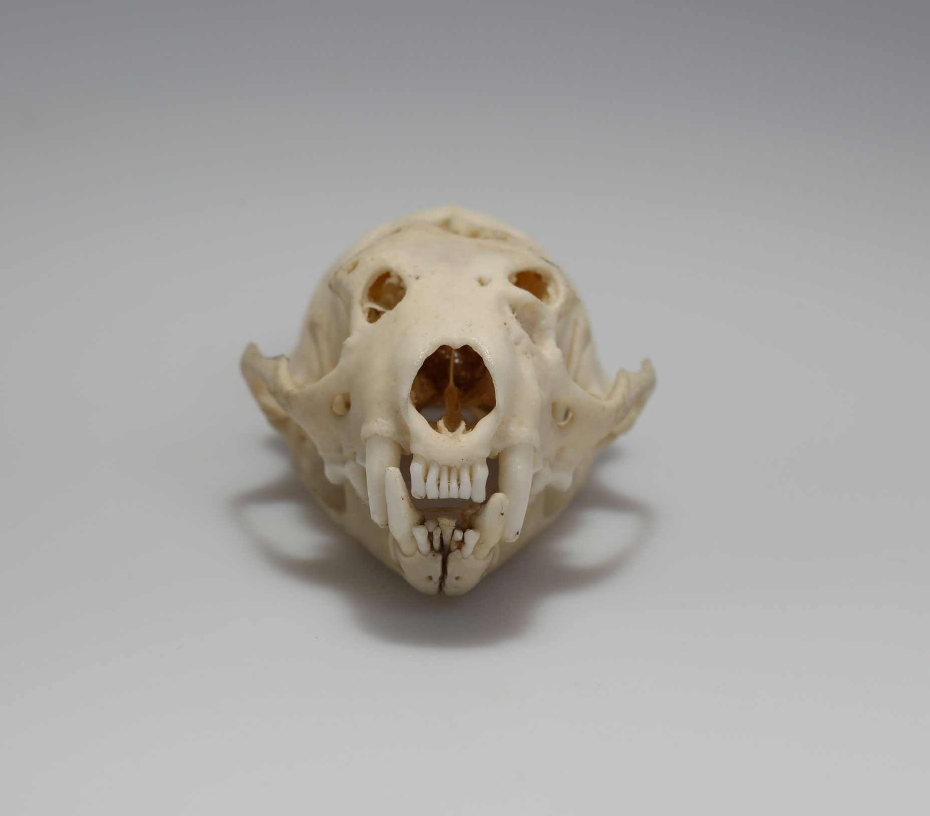 Náhledový obrázek Mustela putorius (osteologický preparát) - 2