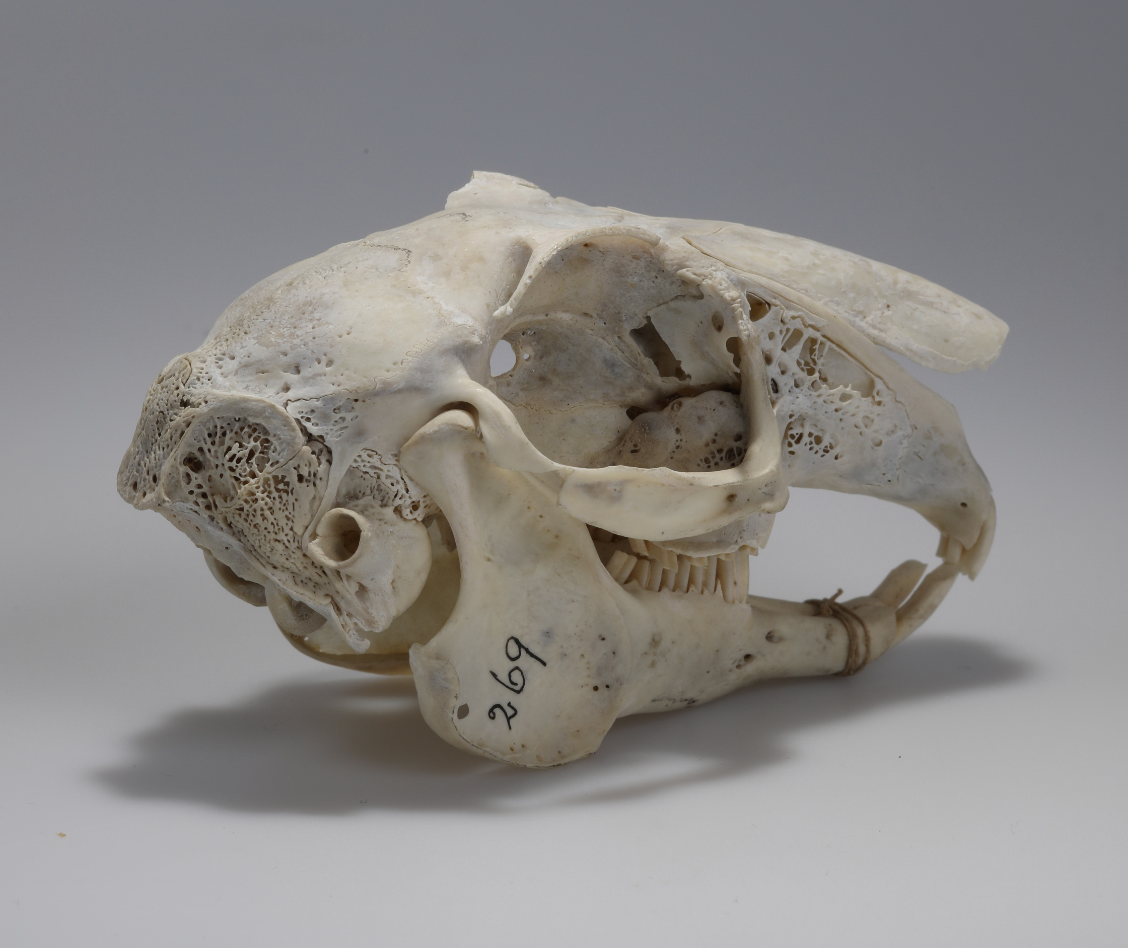 Náhledový obrázek Lepus europaeus (osteologický preparát) - 3