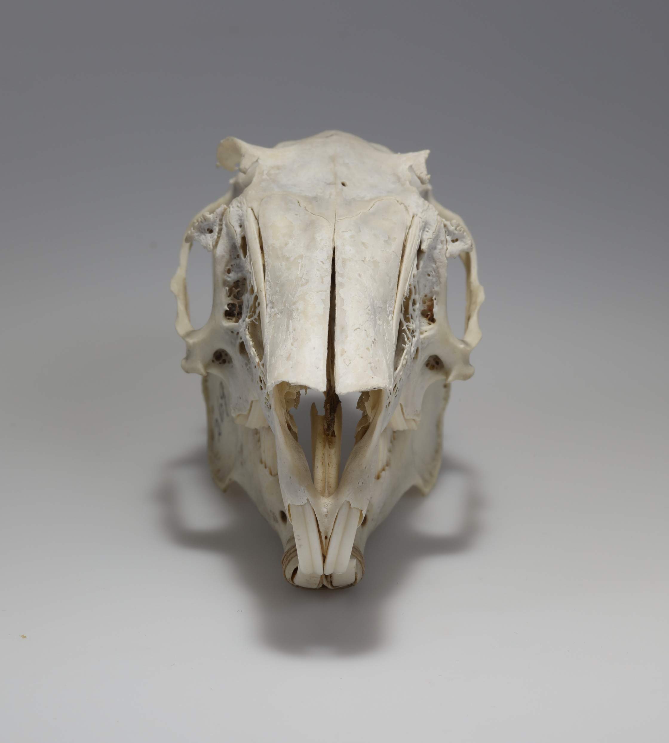 Náhledový obrázek Lepus europaeus (osteologický preparát) - 2