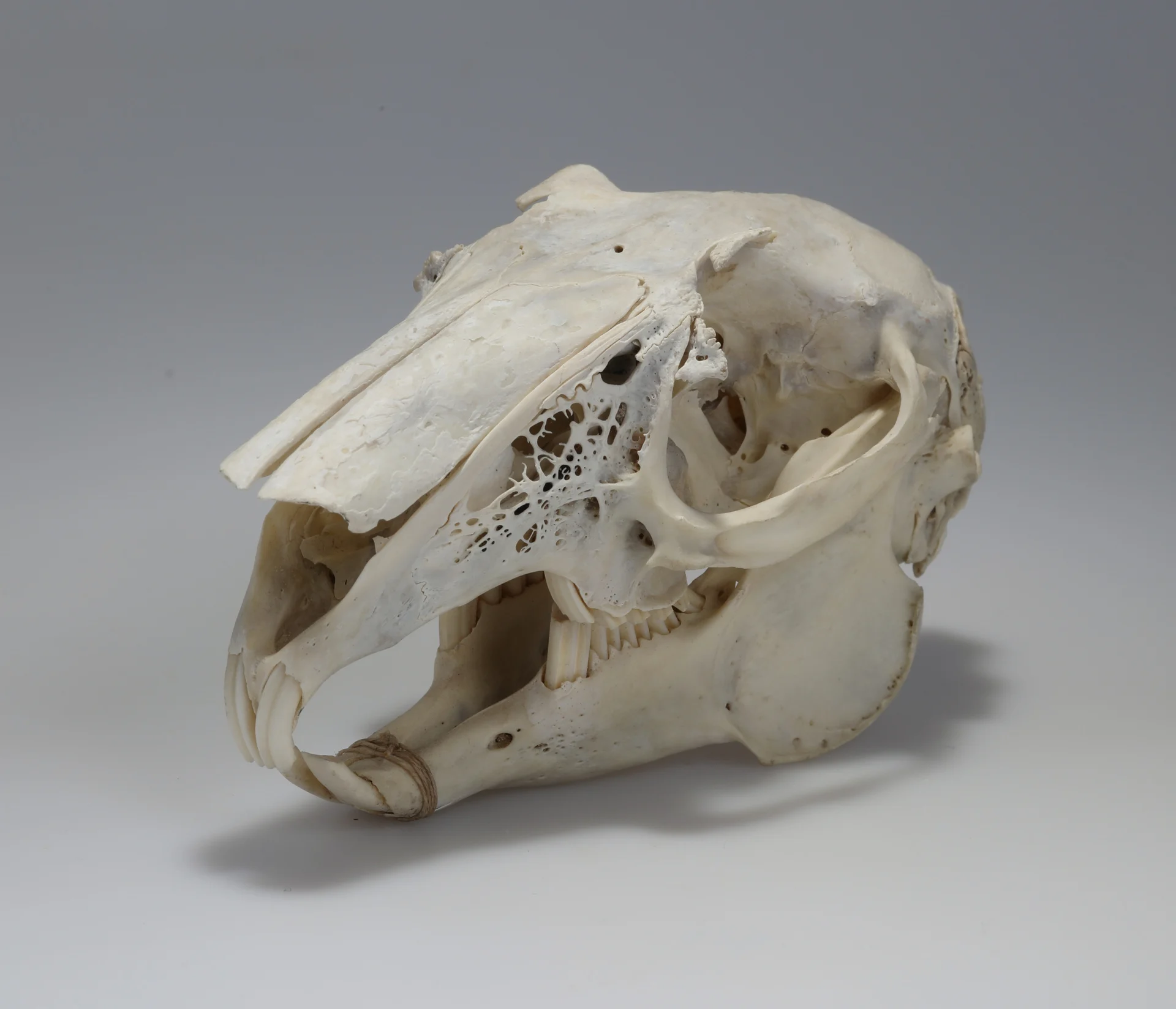 Náhledový obrázek předmětu Lepus europaeus (osteologický preparát)