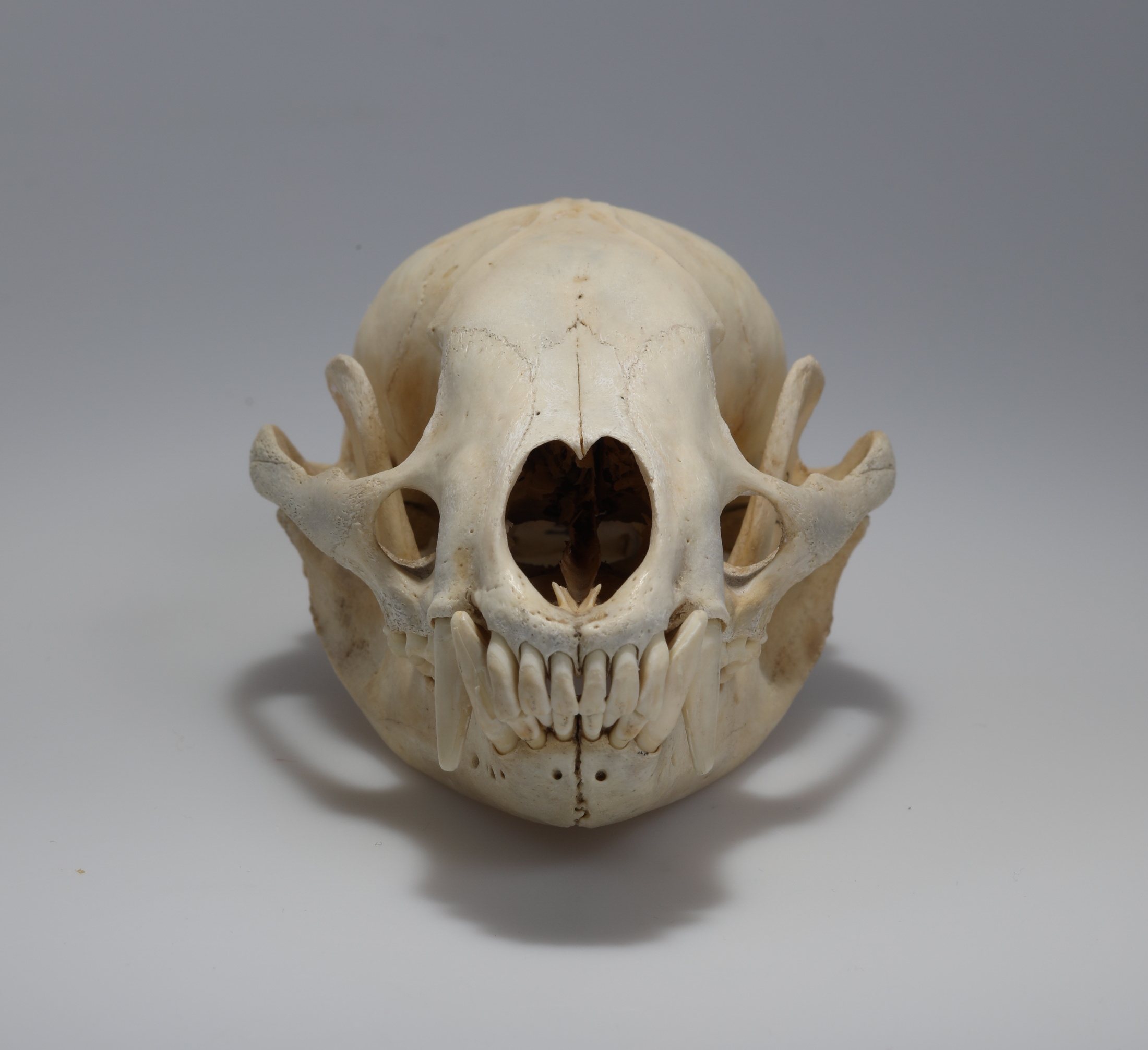 Náhledový obrázek Meles meles (osteologický preparát) - 2