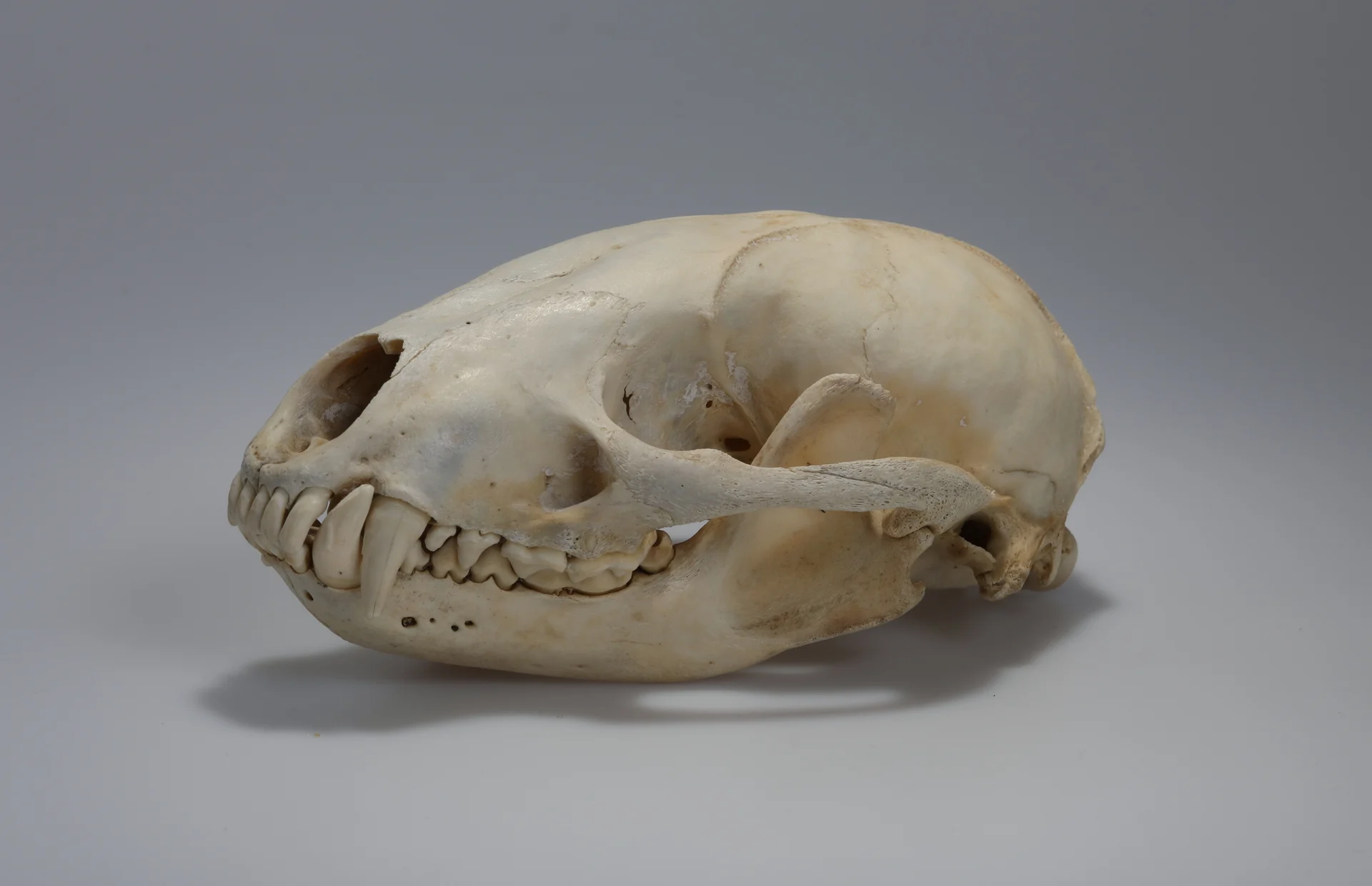 Náhledový obrázek předmětu Meles meles (osteologický preparát)
