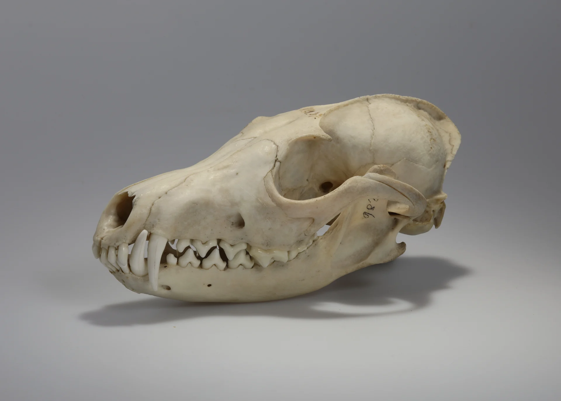Náhledový obrázek předmětu Vulpes vulpes (osteologický preparát)