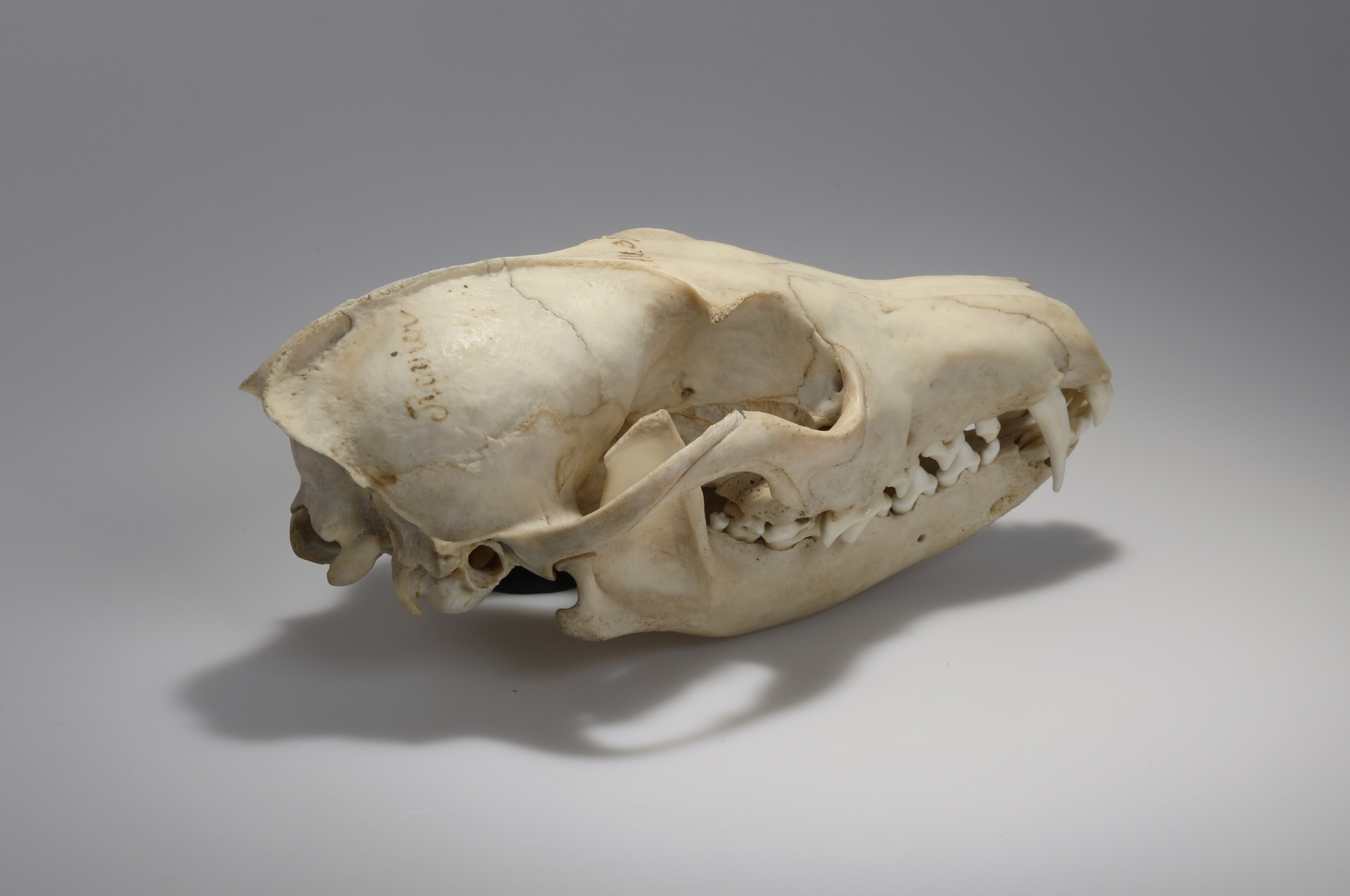 Náhledový obrázek Vulpes vulpes (osteologický preparát) - 3