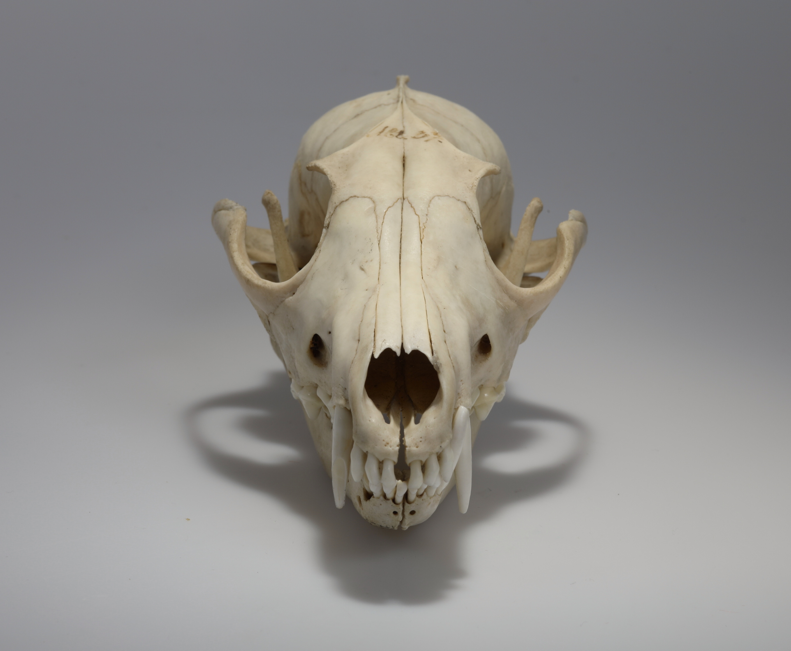 Náhledový obrázek Vulpes vulpes (osteologický preparát) - 2