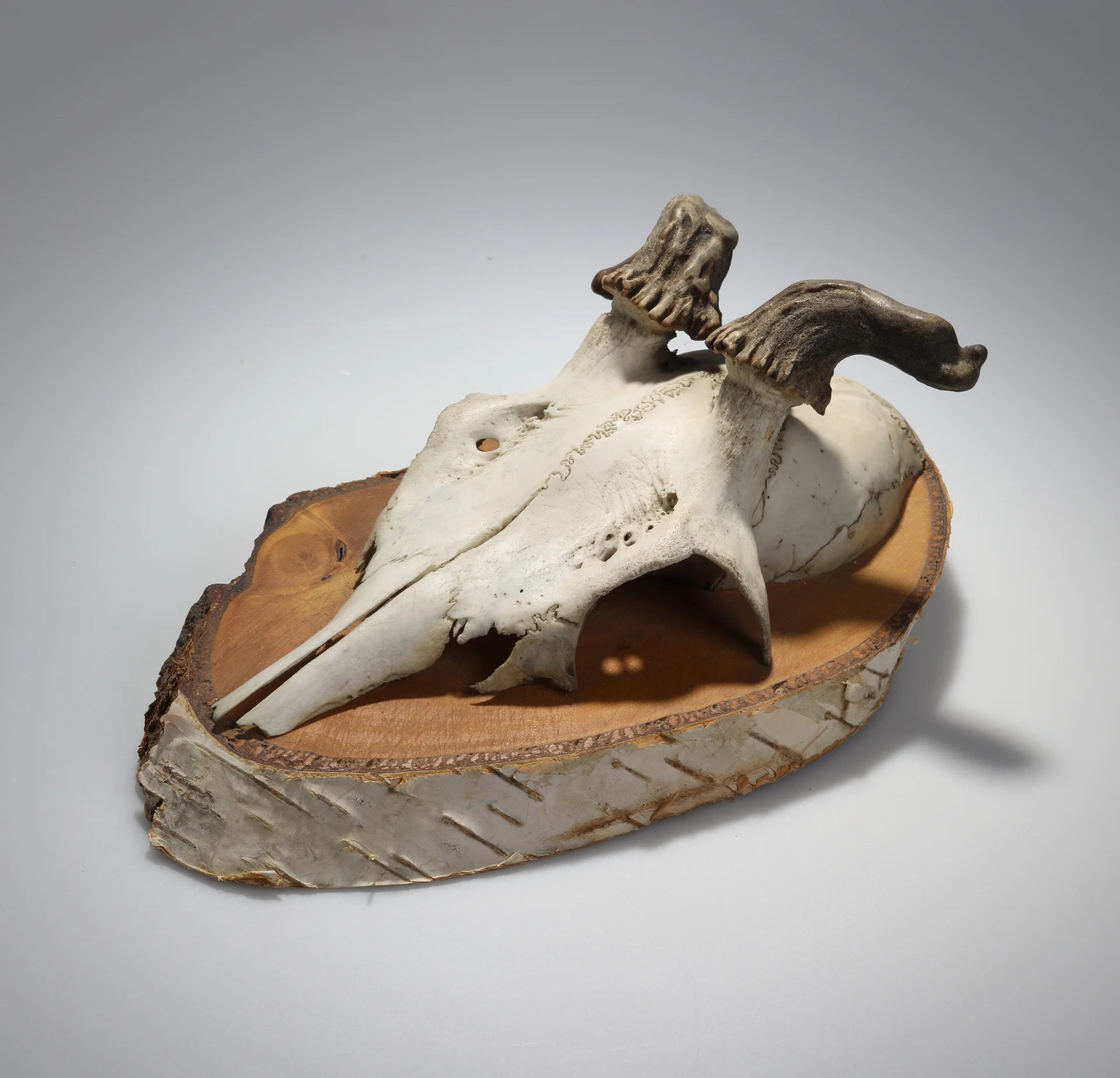 Náhledový obrázek předmětu Capreolus capreolus (osteologický preparát)