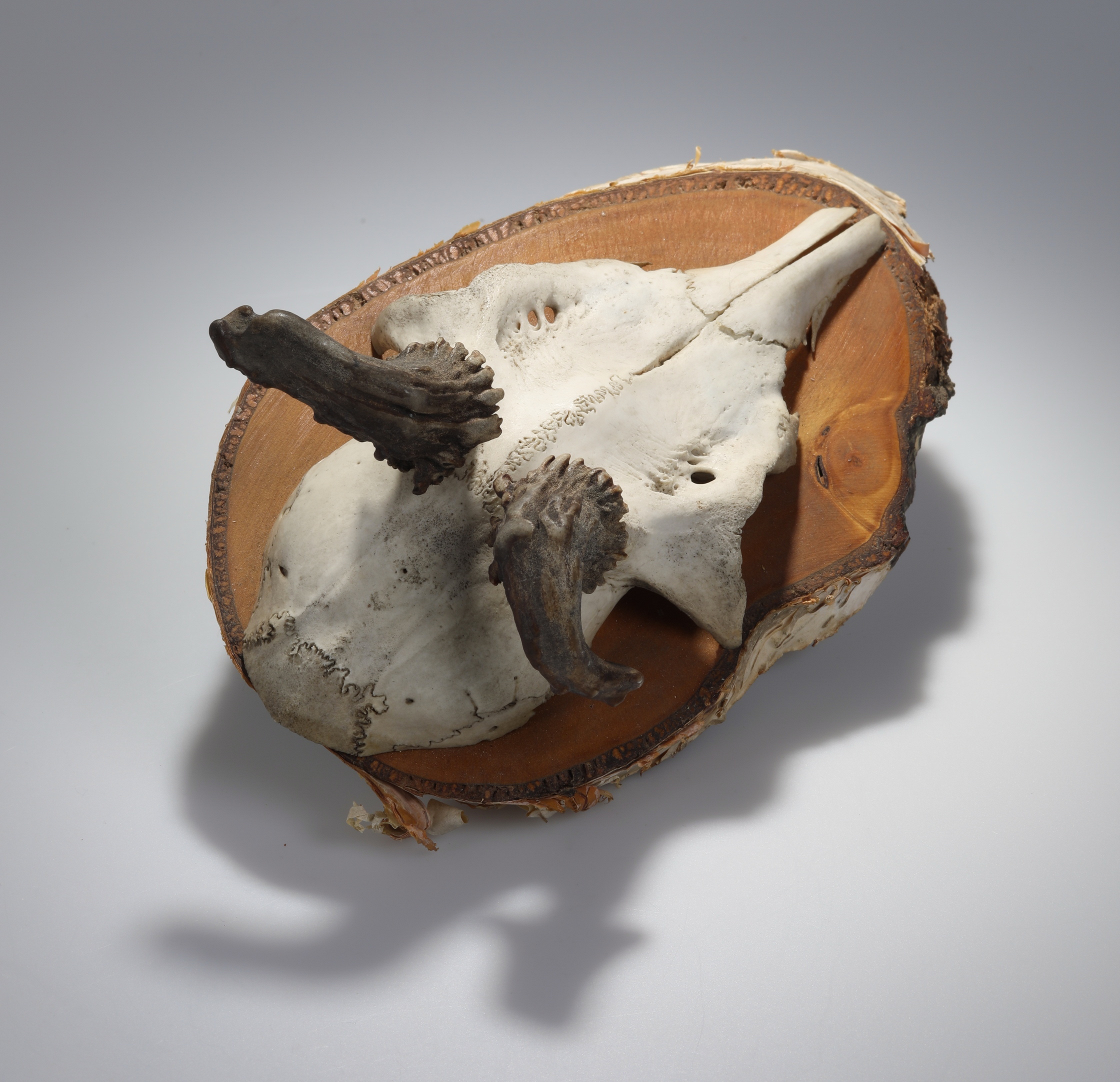 Náhledový obrázek Capreolus capreolus (osteologický preparát) - 3