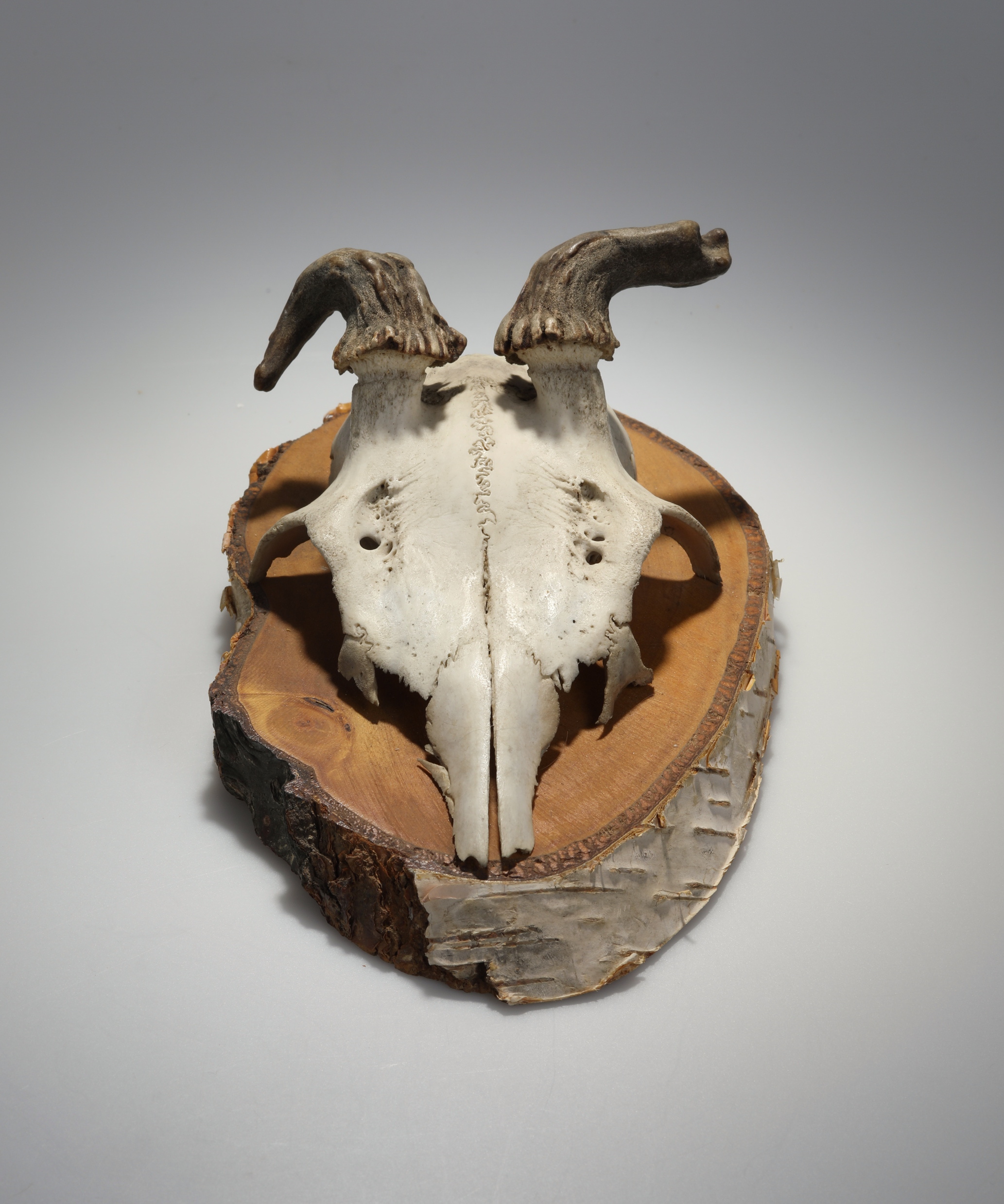 Náhledový obrázek Capreolus capreolus (osteologický preparát) - 2