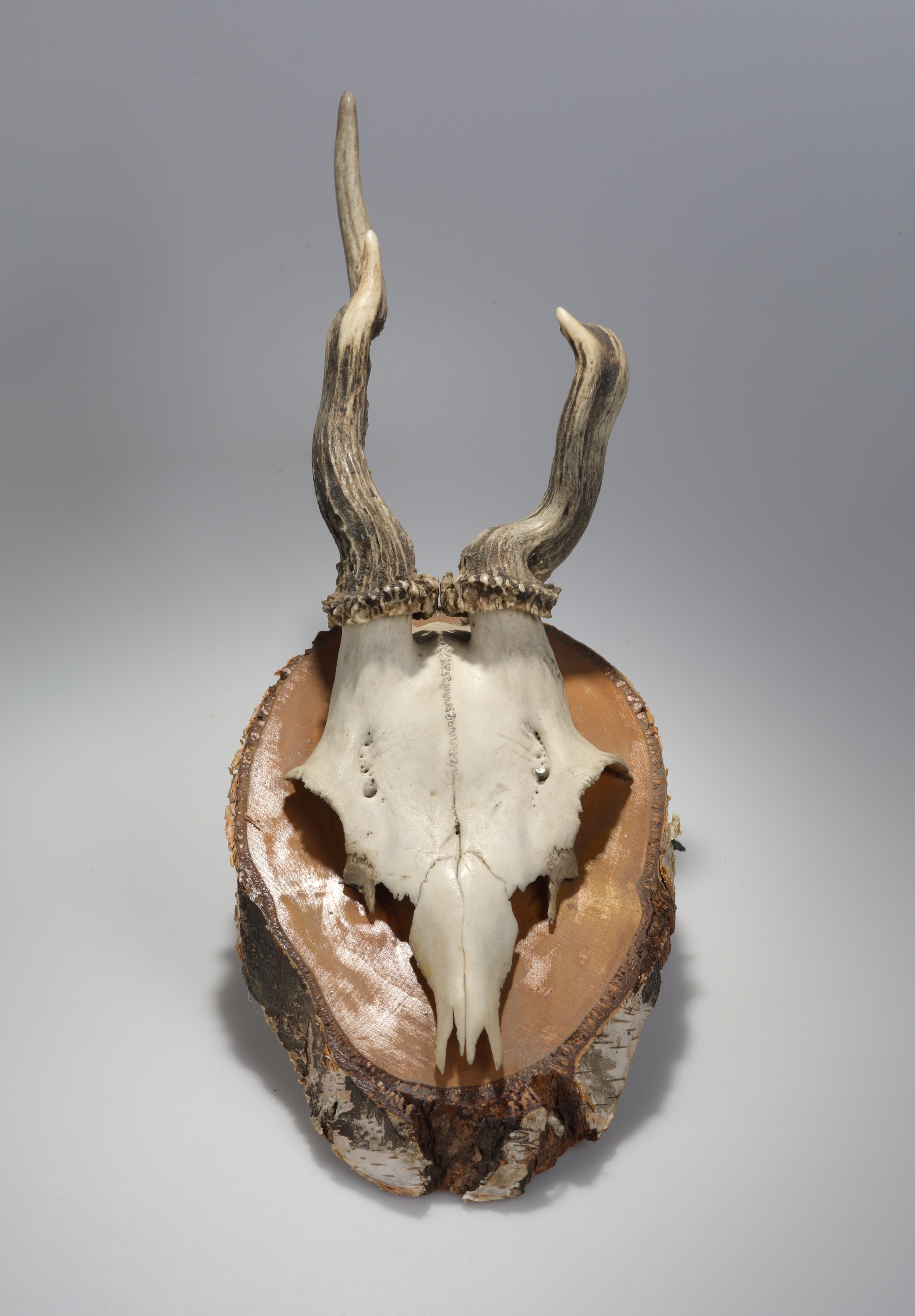 Náhledový obrázek Capreolus capreolus (osteologický preparát) - 2