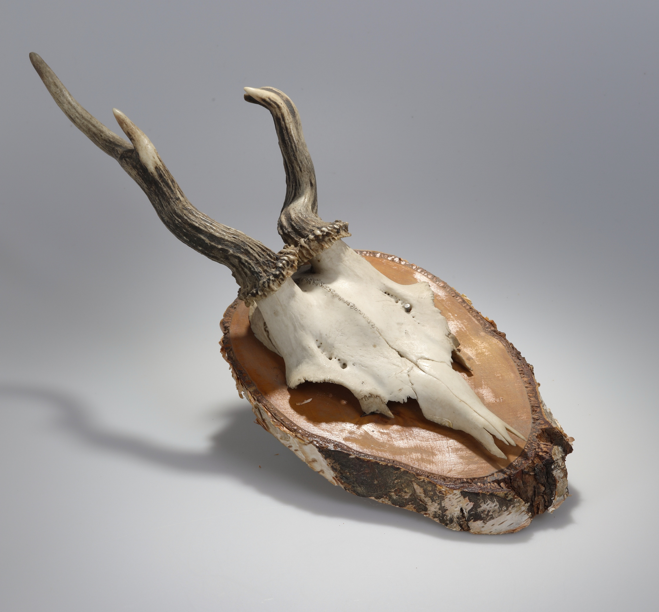 Náhledový obrázek Capreolus capreolus (osteologický preparát) - 1