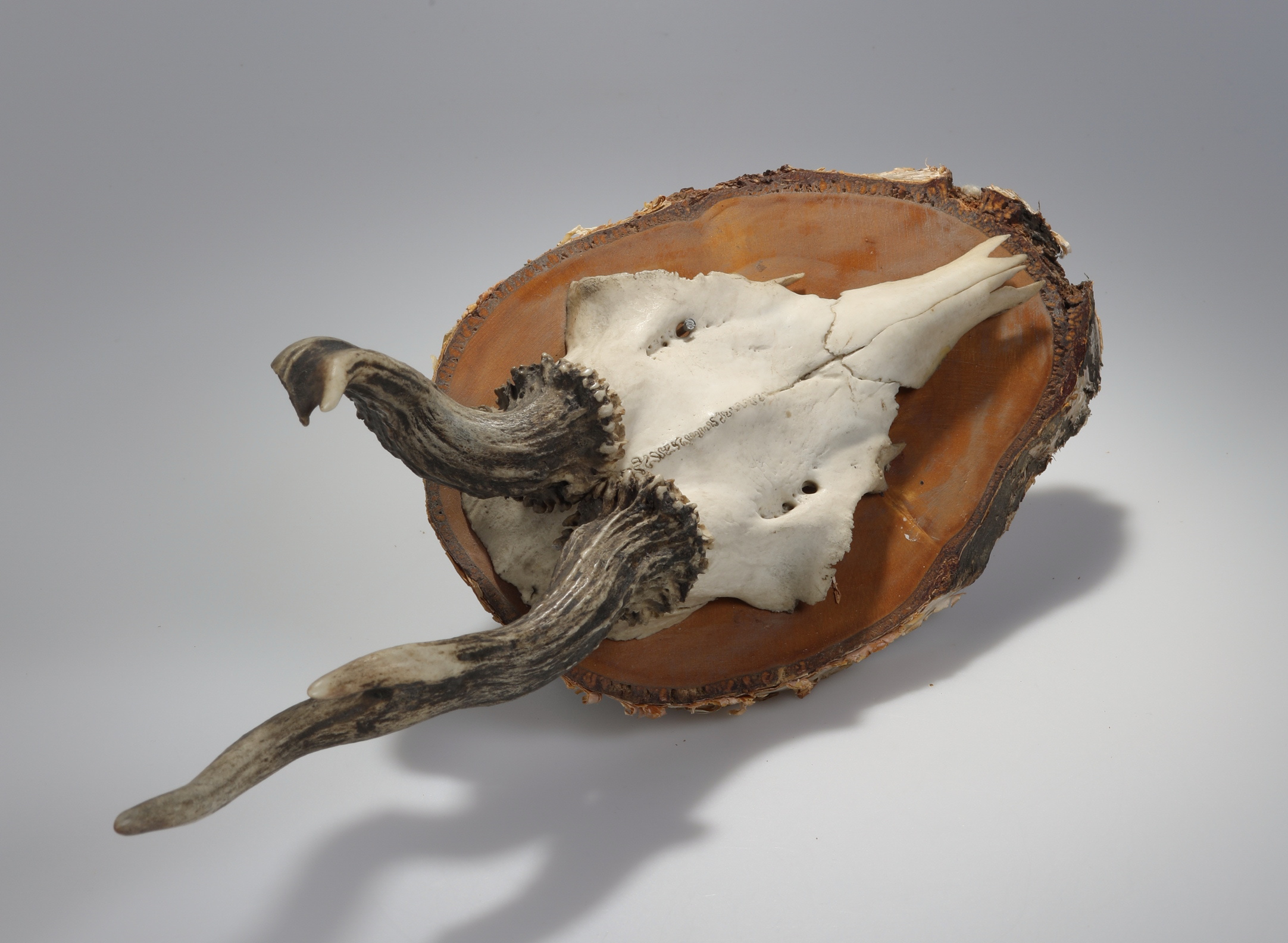 Náhledový obrázek Capreolus capreolus (osteologický preparát) - 3