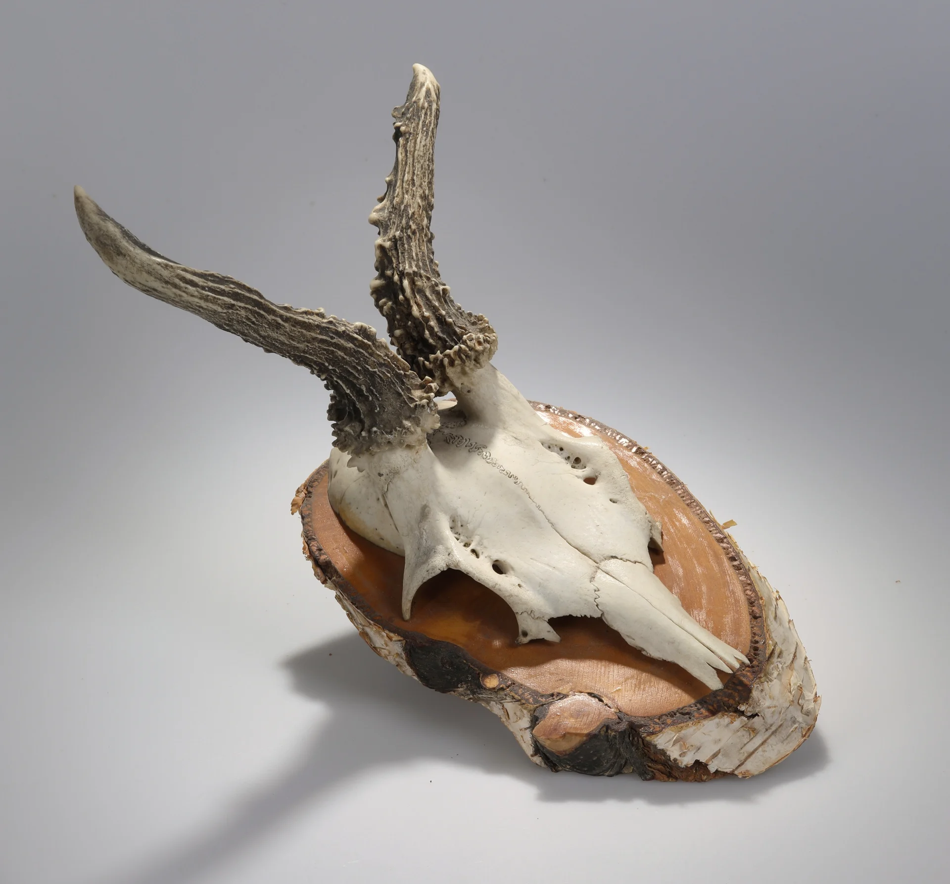 Náhledový obrázek předmětu Capreolus capreolus (osteologický preparát)