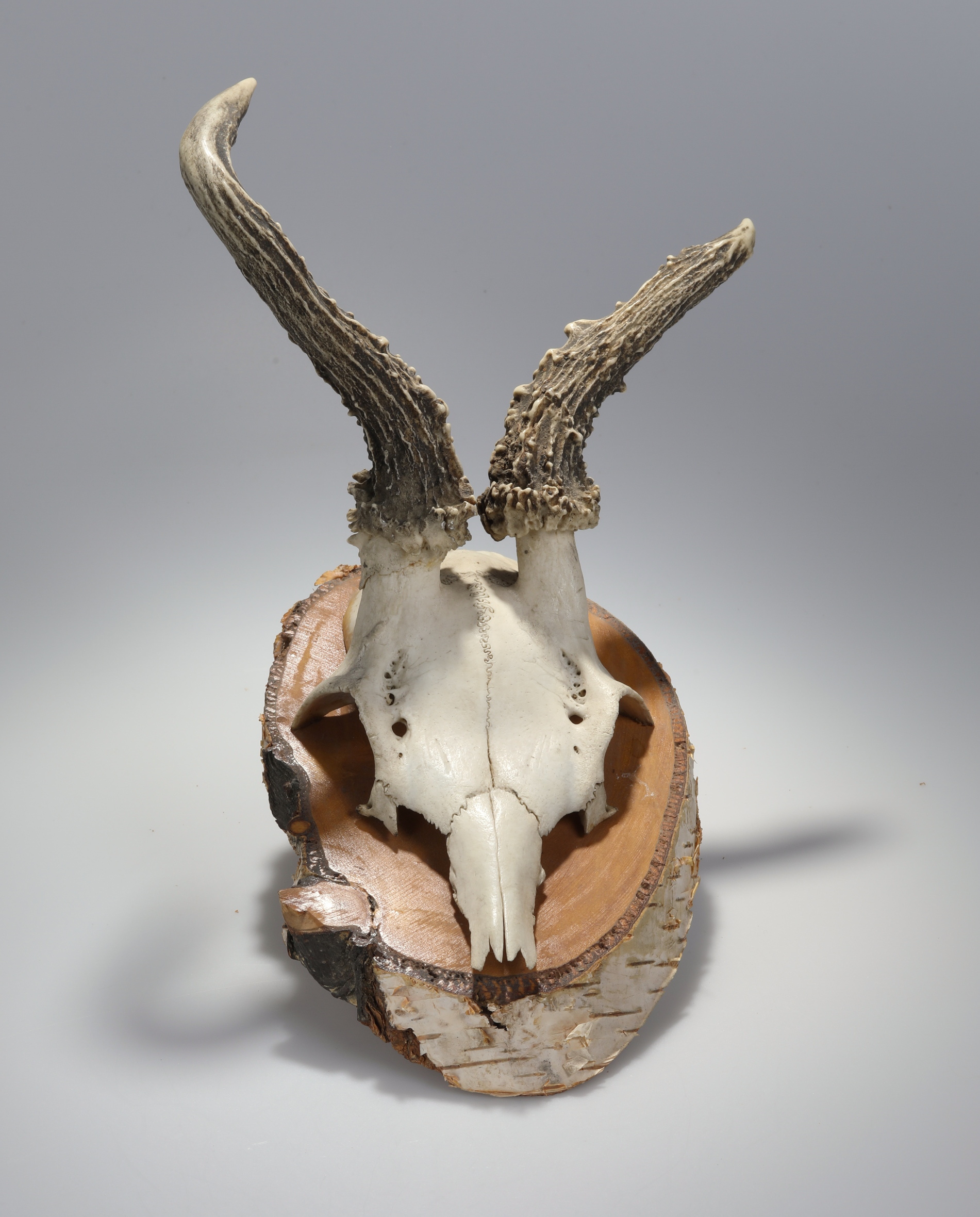 Náhledový obrázek Capreolus capreolus (osteologický preparát) - 2