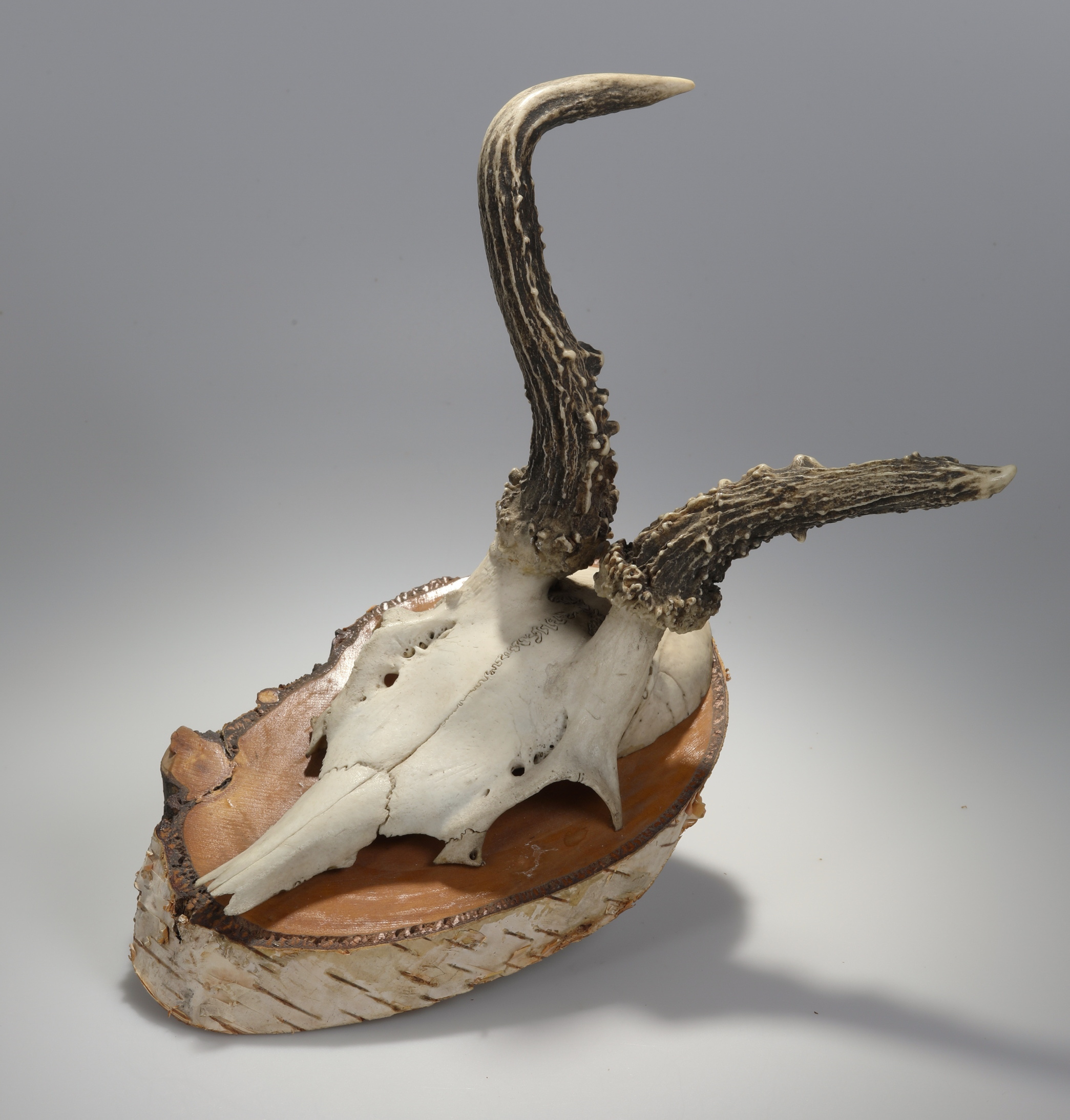 Náhledový obrázek Capreolus capreolus (osteologický preparát) - 3
