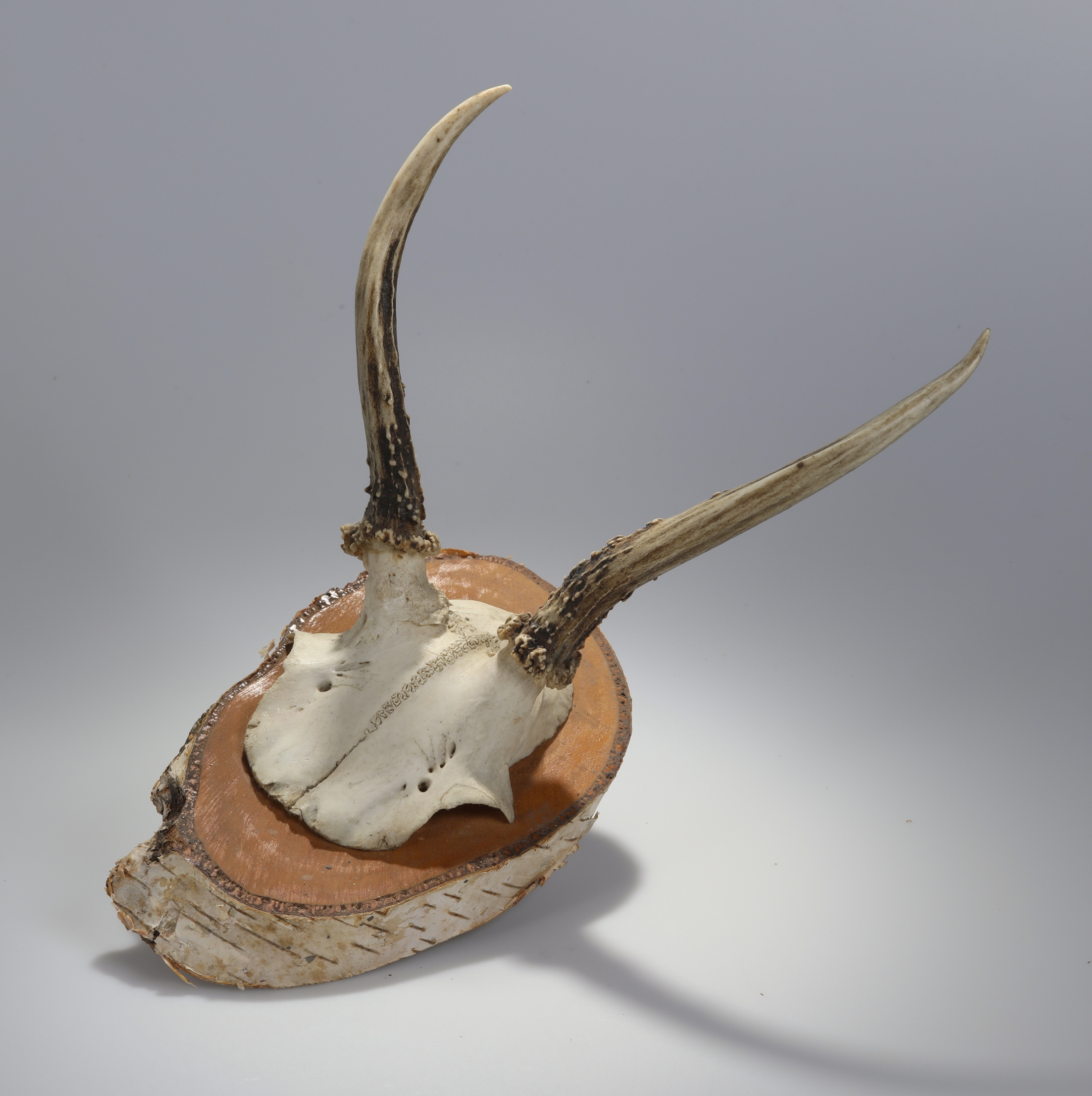 Náhledový obrázek Capreolus capreolus (osteologický preparát) - 1